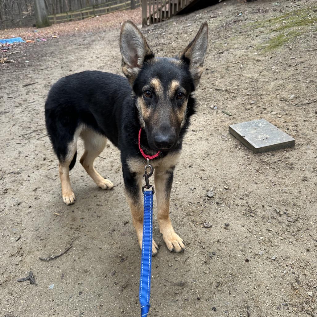 Enlarge Pandora, a Adoptable German Shepherd Dog in West Chester, PA image 2/6