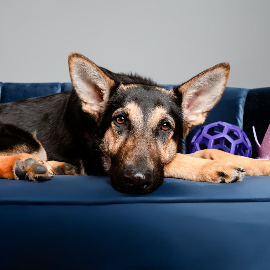 Enlarge Pandora, a Adoptable German Shepherd Dog in West Chester, PA image 3/6