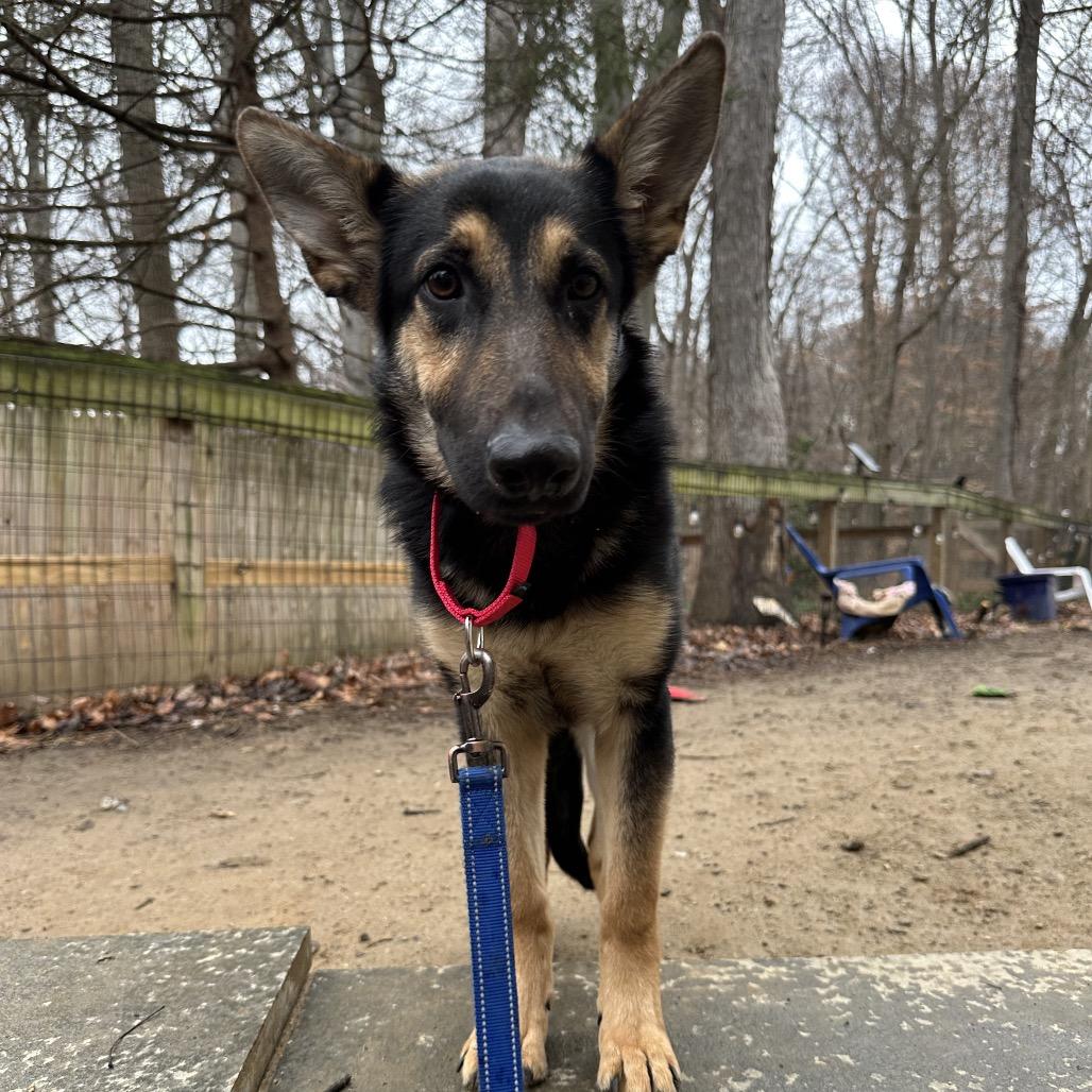 Enlarge Pandora, a Adoptable German Shepherd Dog in West Chester, PA image 4/6