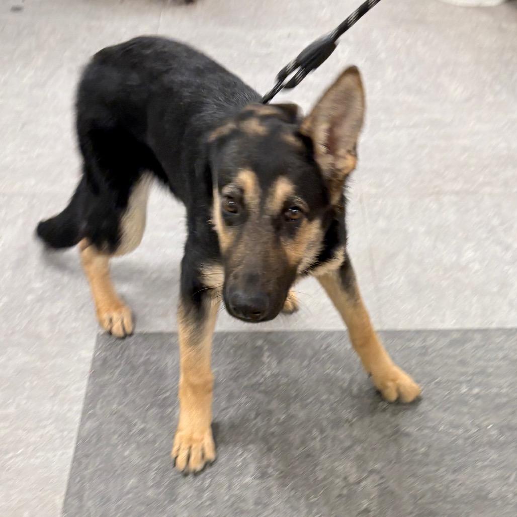 Enlarge Pandora, a Adoptable German Shepherd Dog in West Chester, PA image 5/6