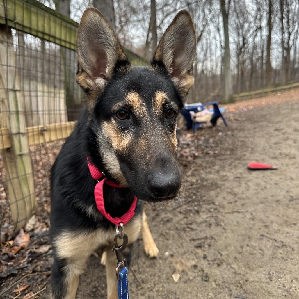 Enlarge Pandora, a Adoptable German Shepherd Dog in West Chester, PA image 6/6