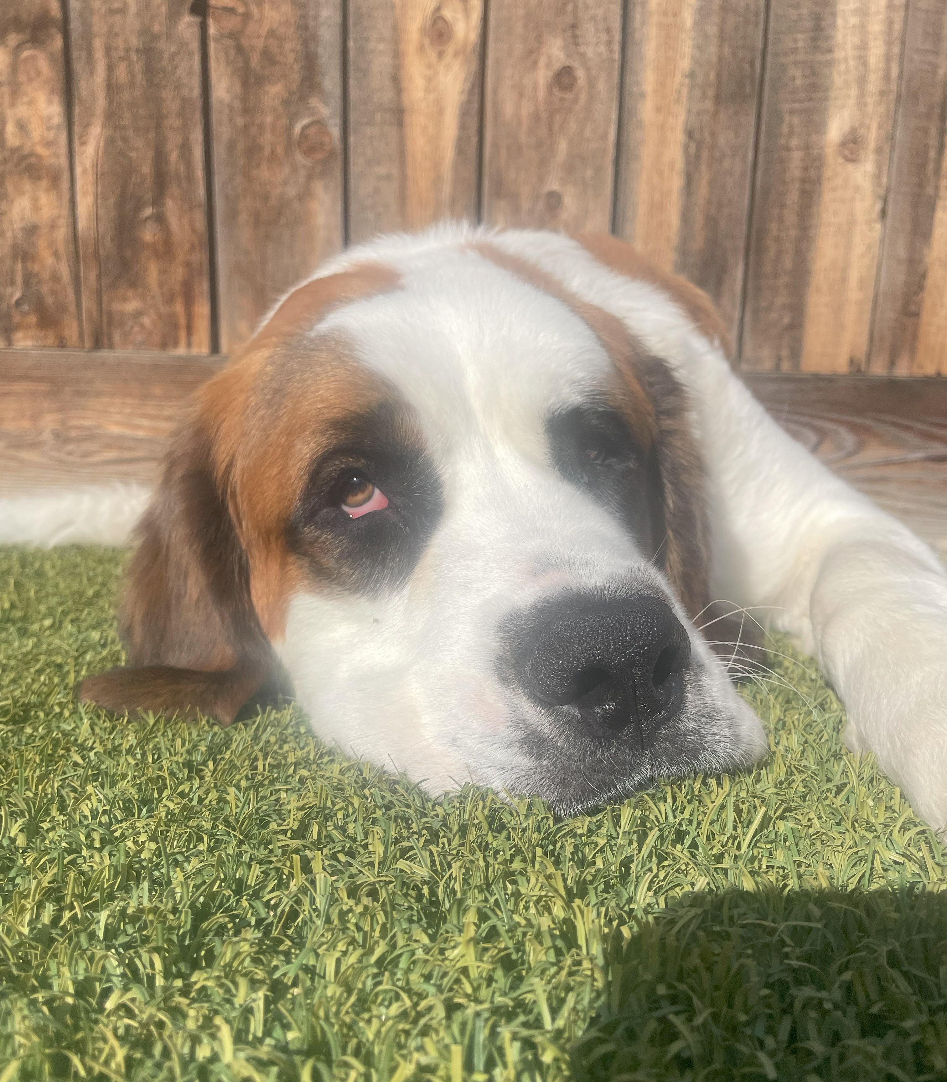 Enlarge Piper, a Adopted Saint Bernard in Bellflower, CA image 1/6
