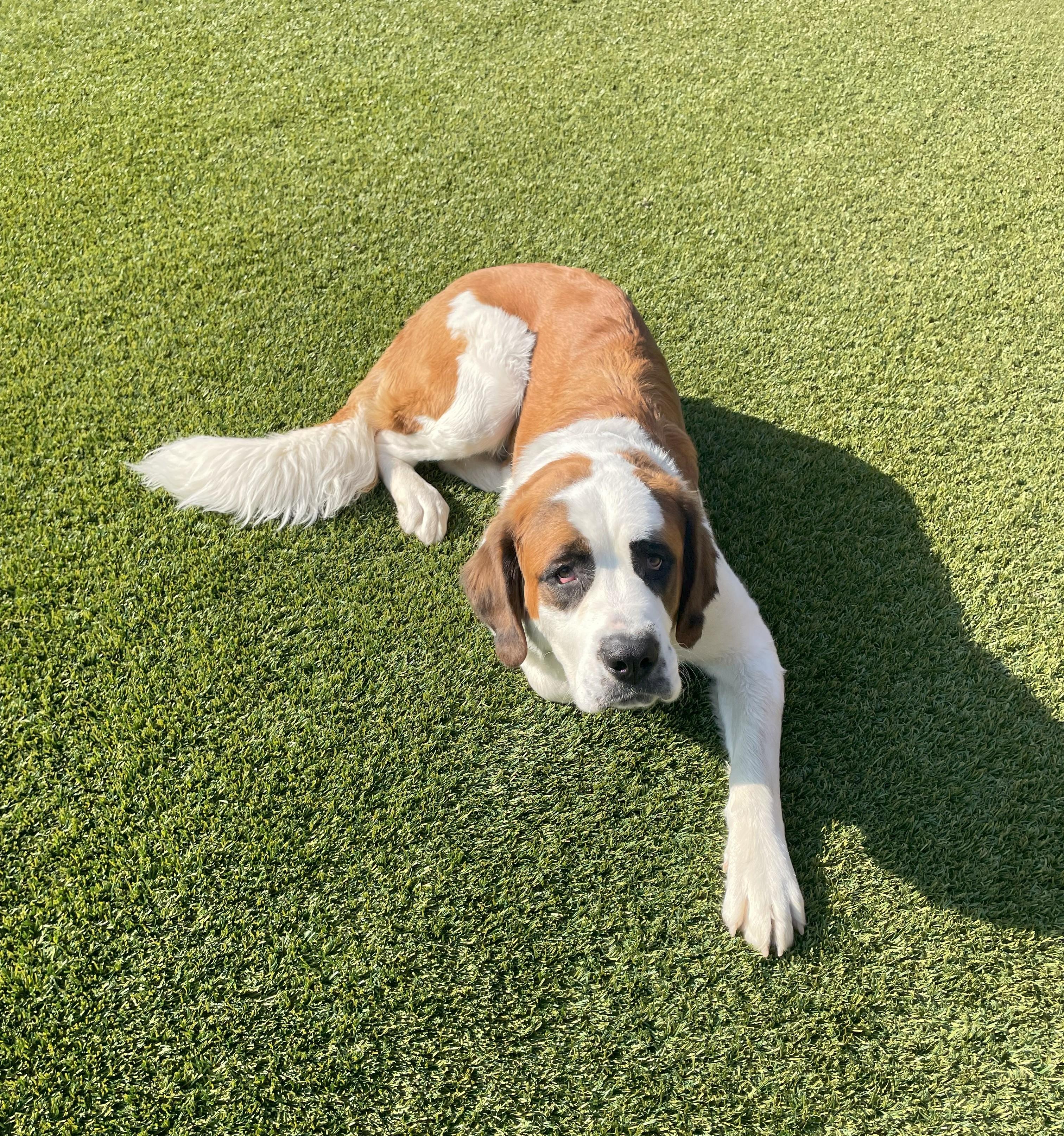 Enlarge Piper, a Adopted Saint Bernard in Bellflower, CA image 3/6
