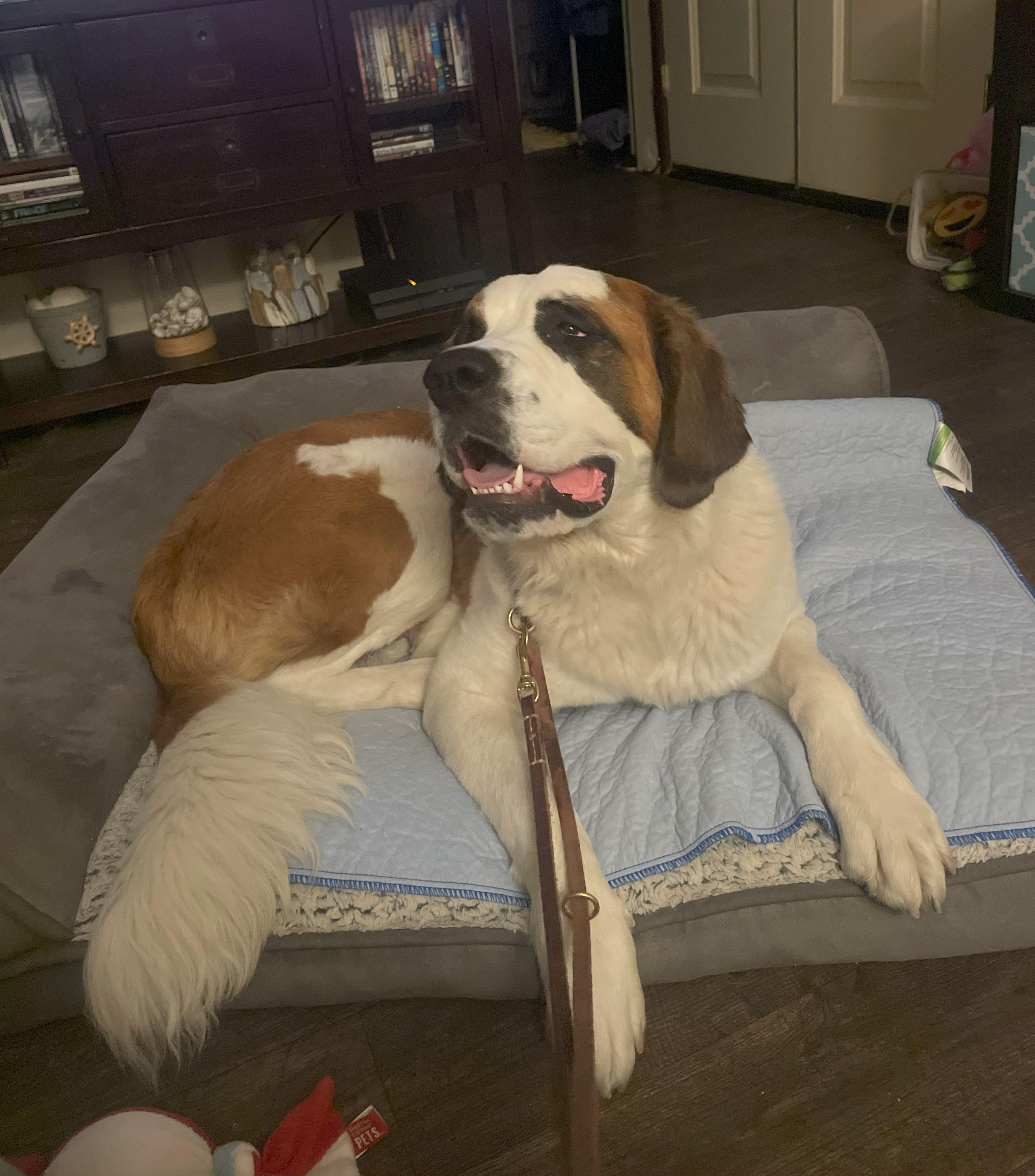 Enlarge Piper, a Adopted Saint Bernard in Bellflower, CA image 4/6