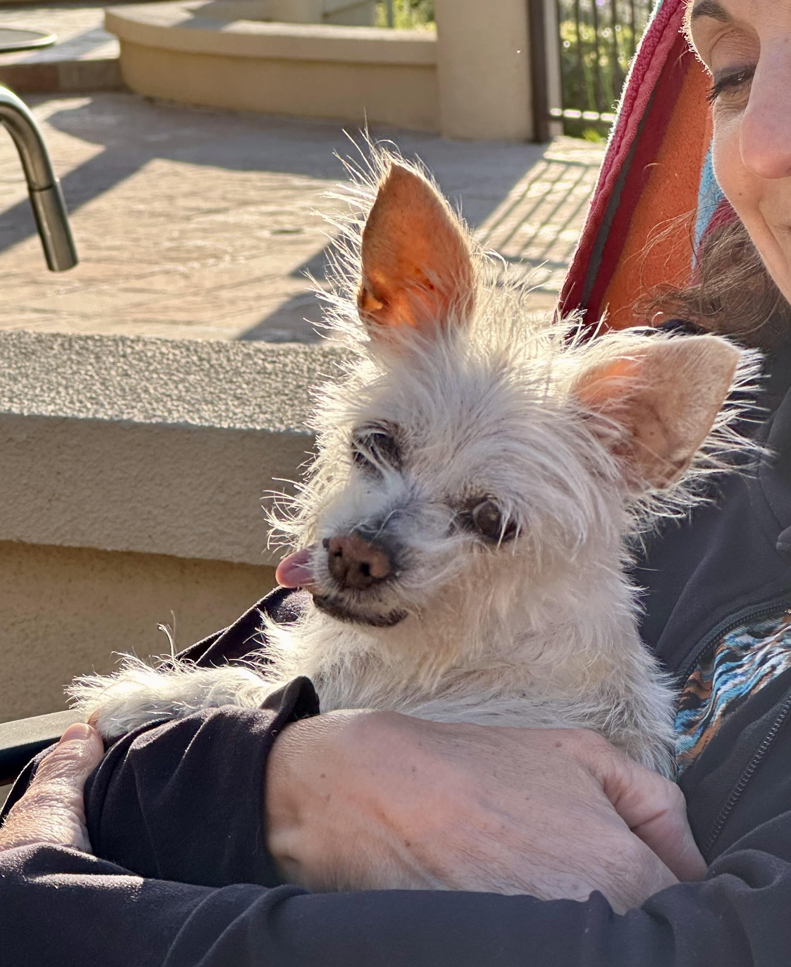 Farrah, ADOPTABLE, Senior Female Yorkshire Terrier.