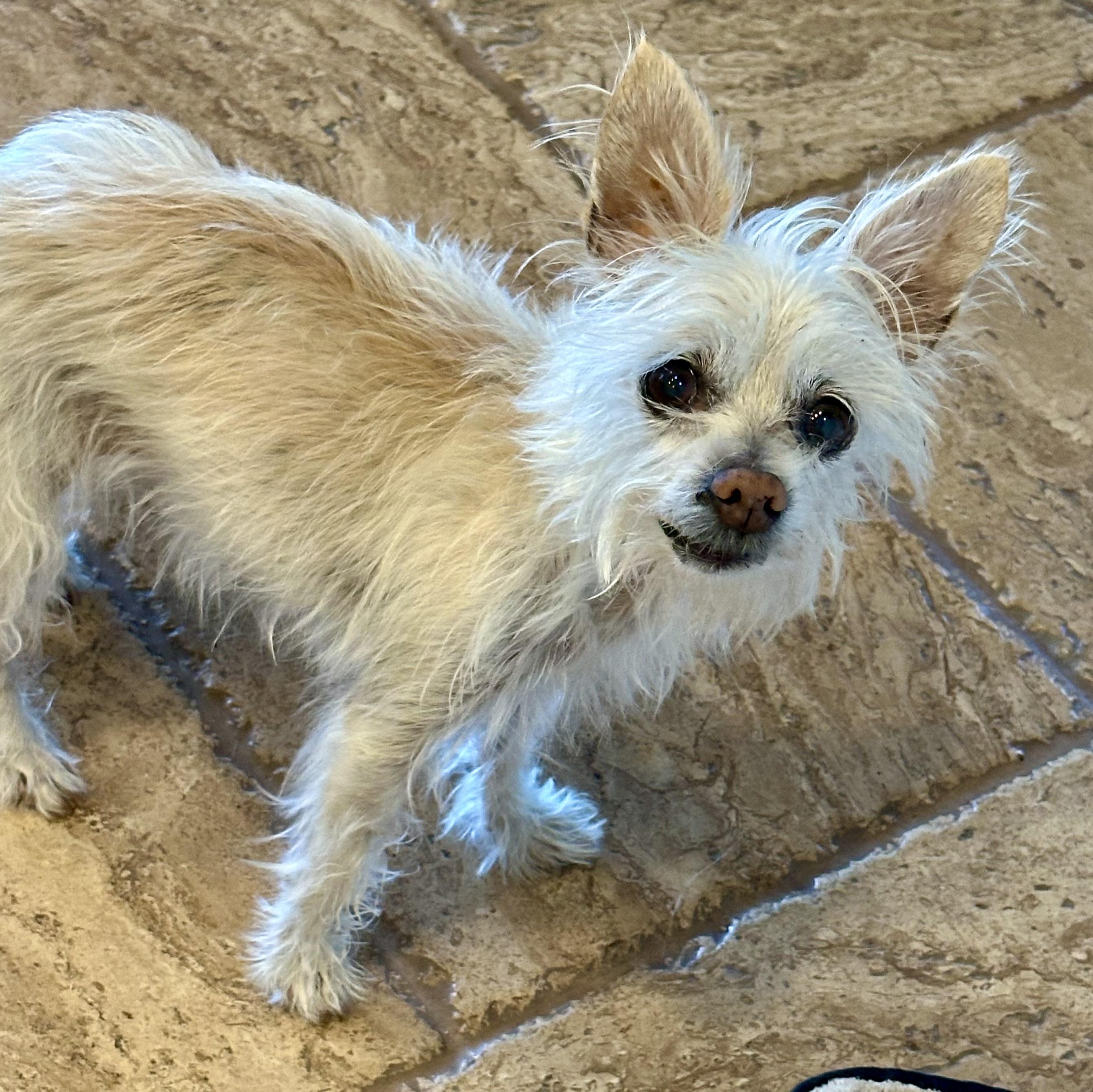 Enlarge Farrah, a ADOPTABLE Yorkshire Terrier in Fremont, CA image 3/3