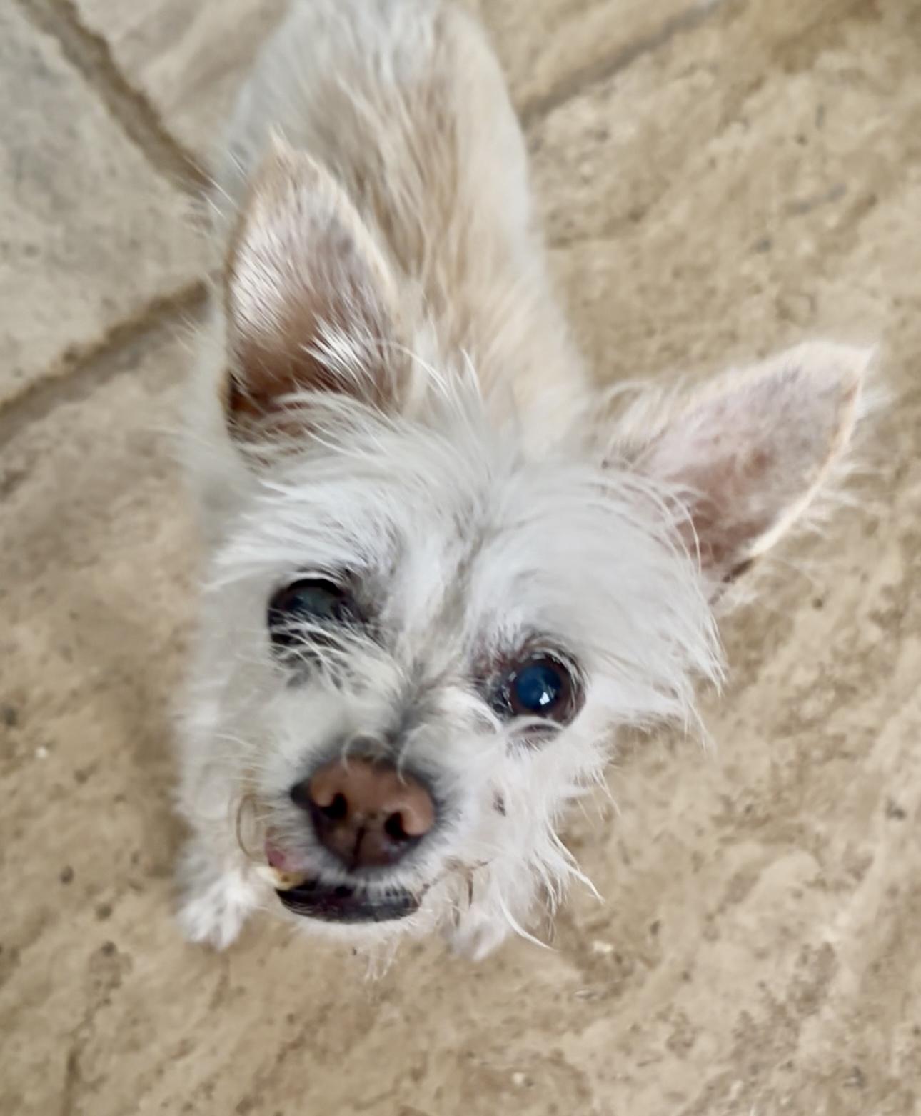 Farrah, a ADOPTABLE Yorkshire Terrier in Fremont, CA image 3/3