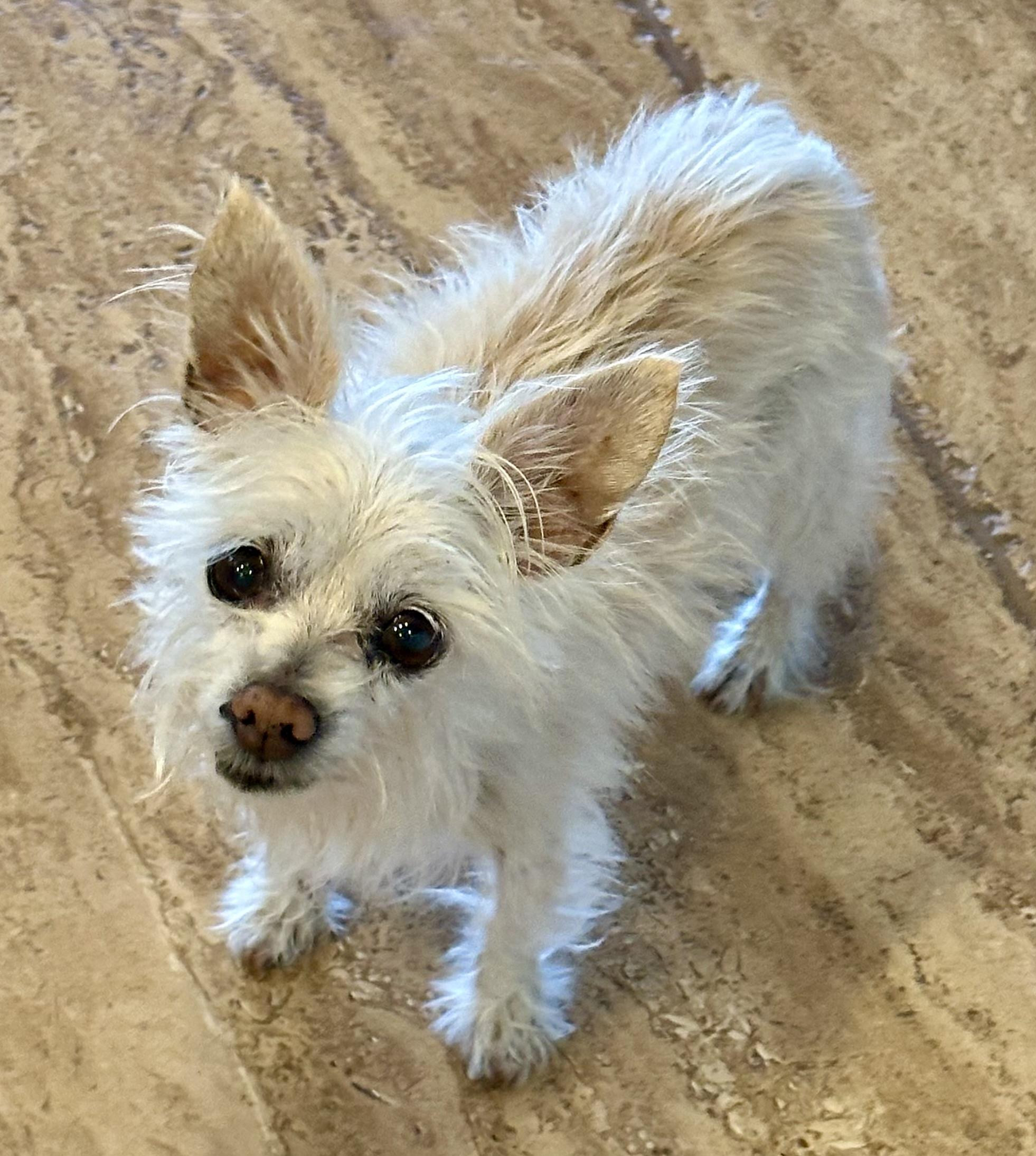 Enlarge Farrah, a ADOPTABLE Yorkshire Terrier in Fremont, CA image 1/3
