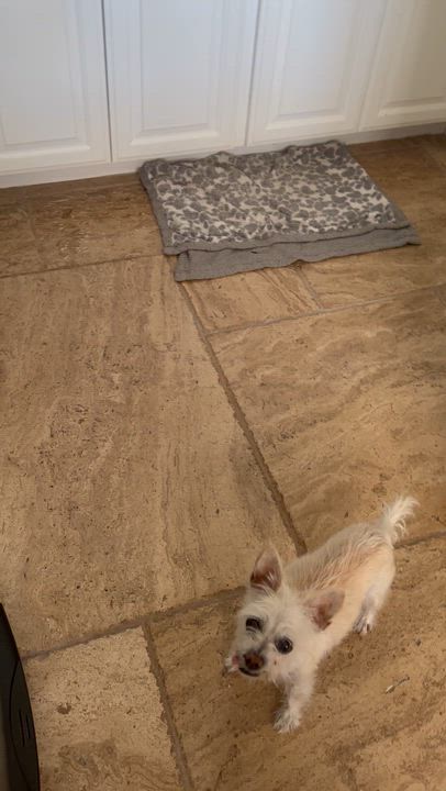 Enlarge Farrah, a ADOPTABLE Yorkshire Terrier in Fremont, CA video 1/3