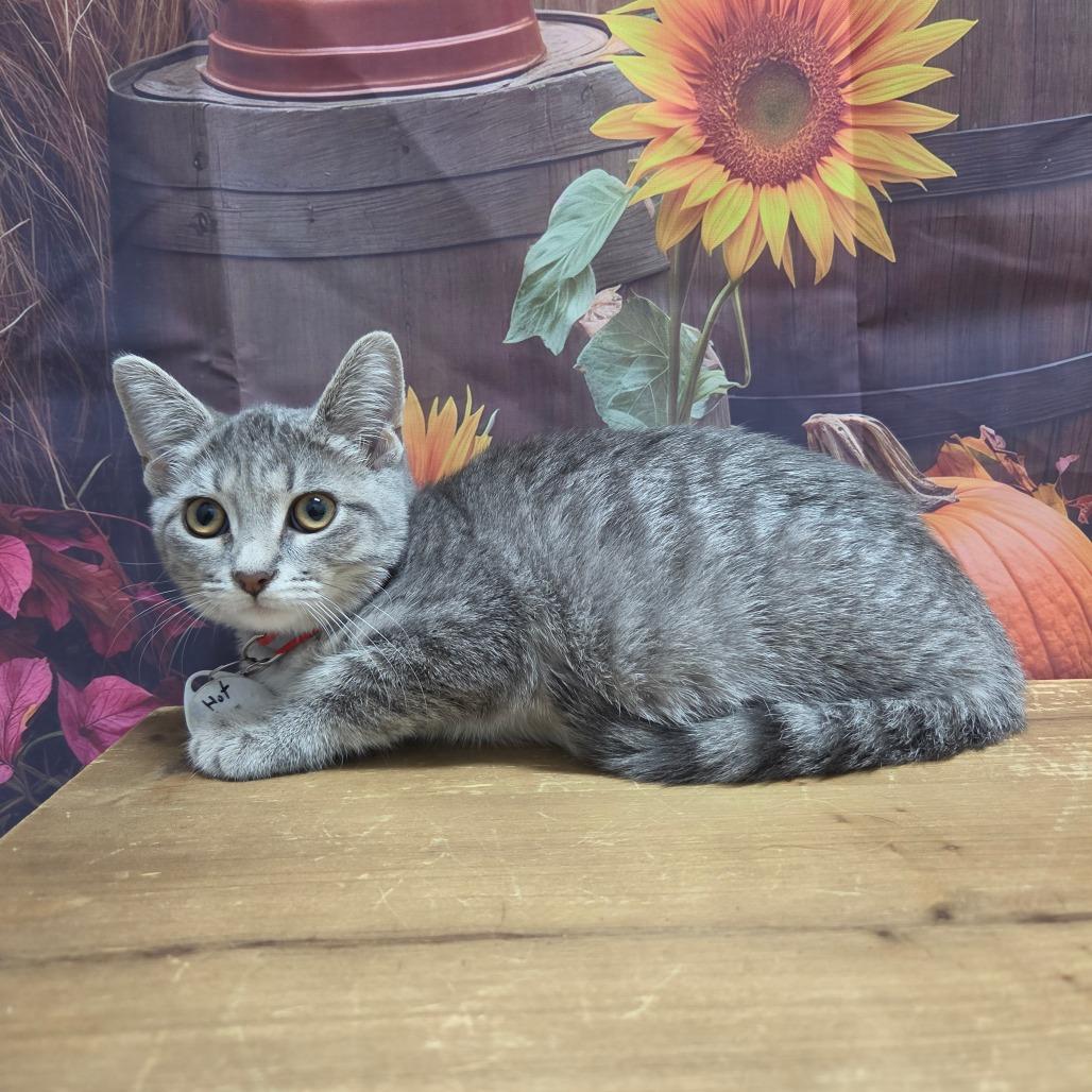 Enlarge Hot Wing, a Adoptable Domestic Short Hair in Normal, IL image 1/3