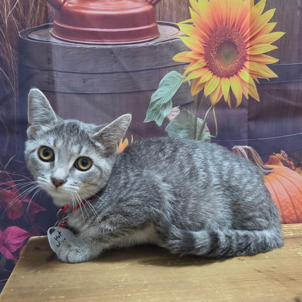 Enlarge Hot Wing, a Adoptable Domestic Short Hair in Normal, IL image 2/3