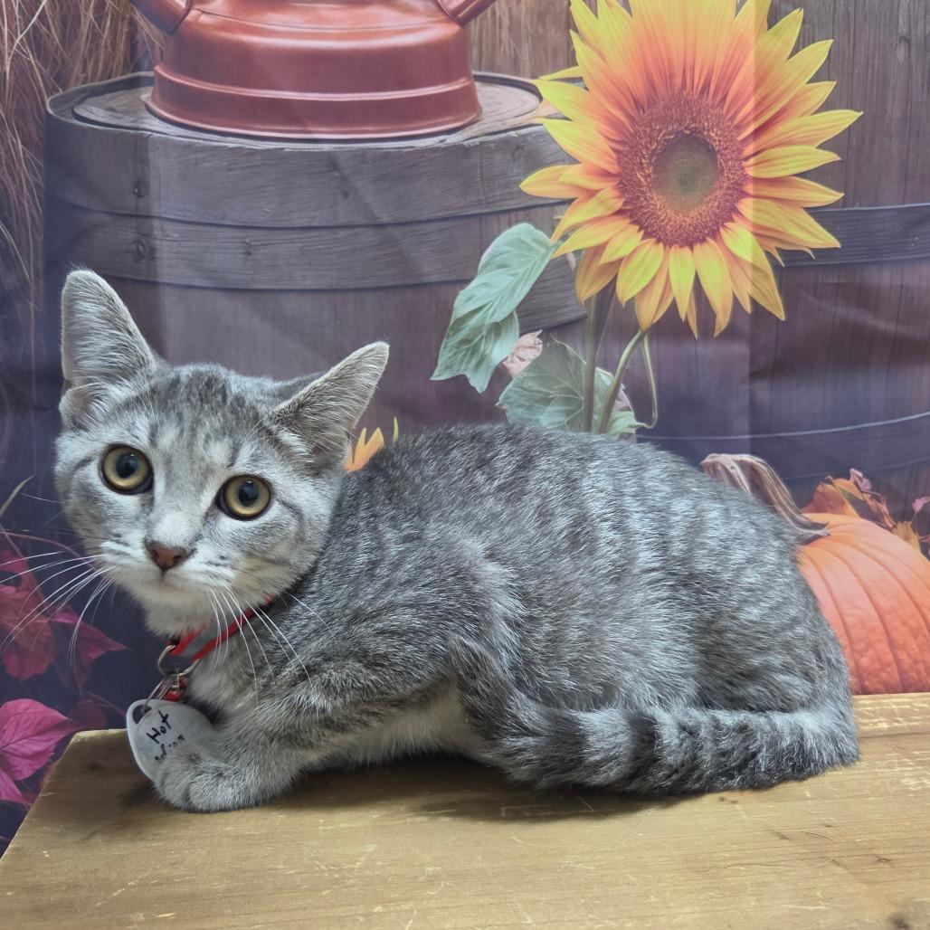 Enlarge Hot Wing, a Adoptable Domestic Short Hair in Normal, IL image 3/3