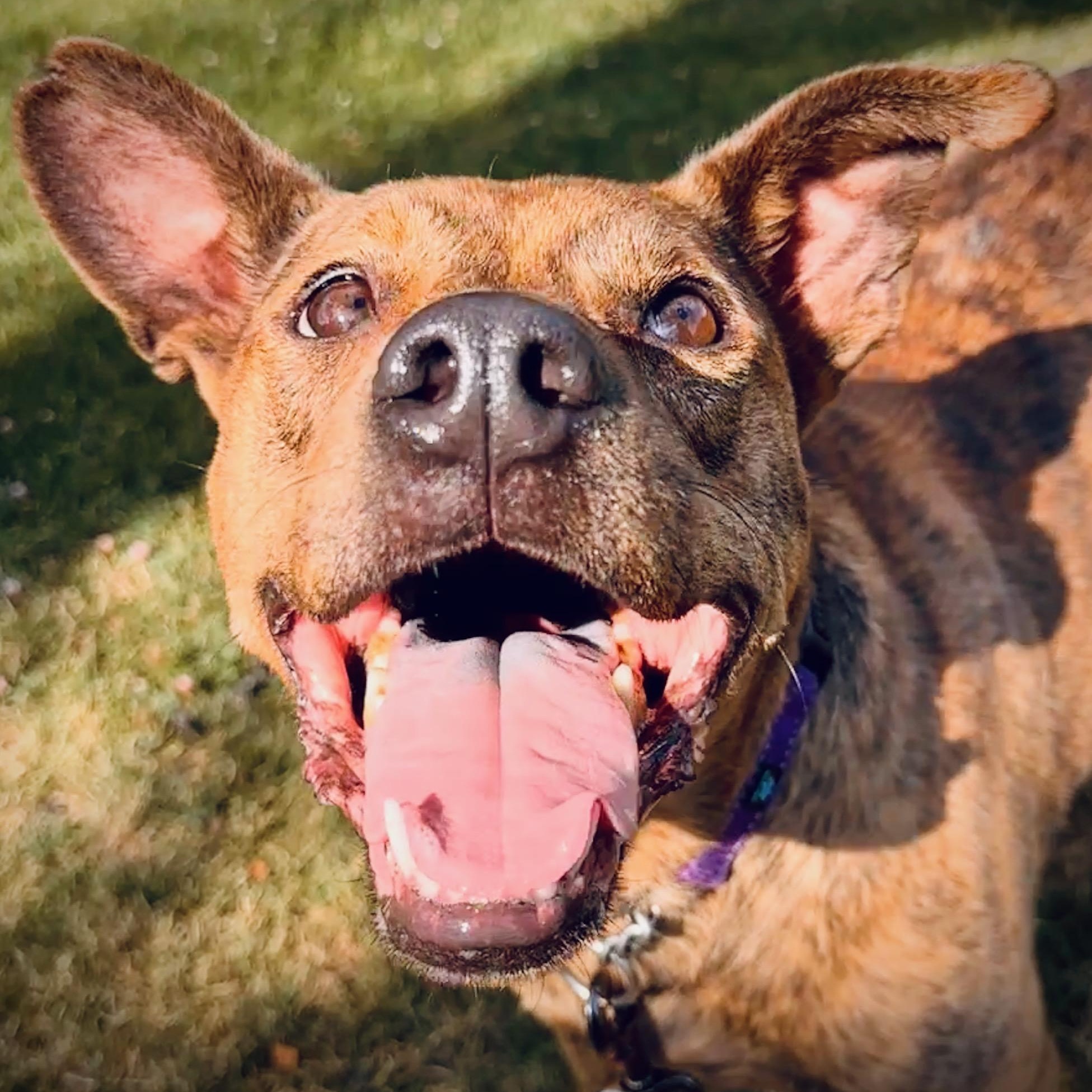 Zara, a Adoptable mixed breed in Ellensburg, WA image 3/6