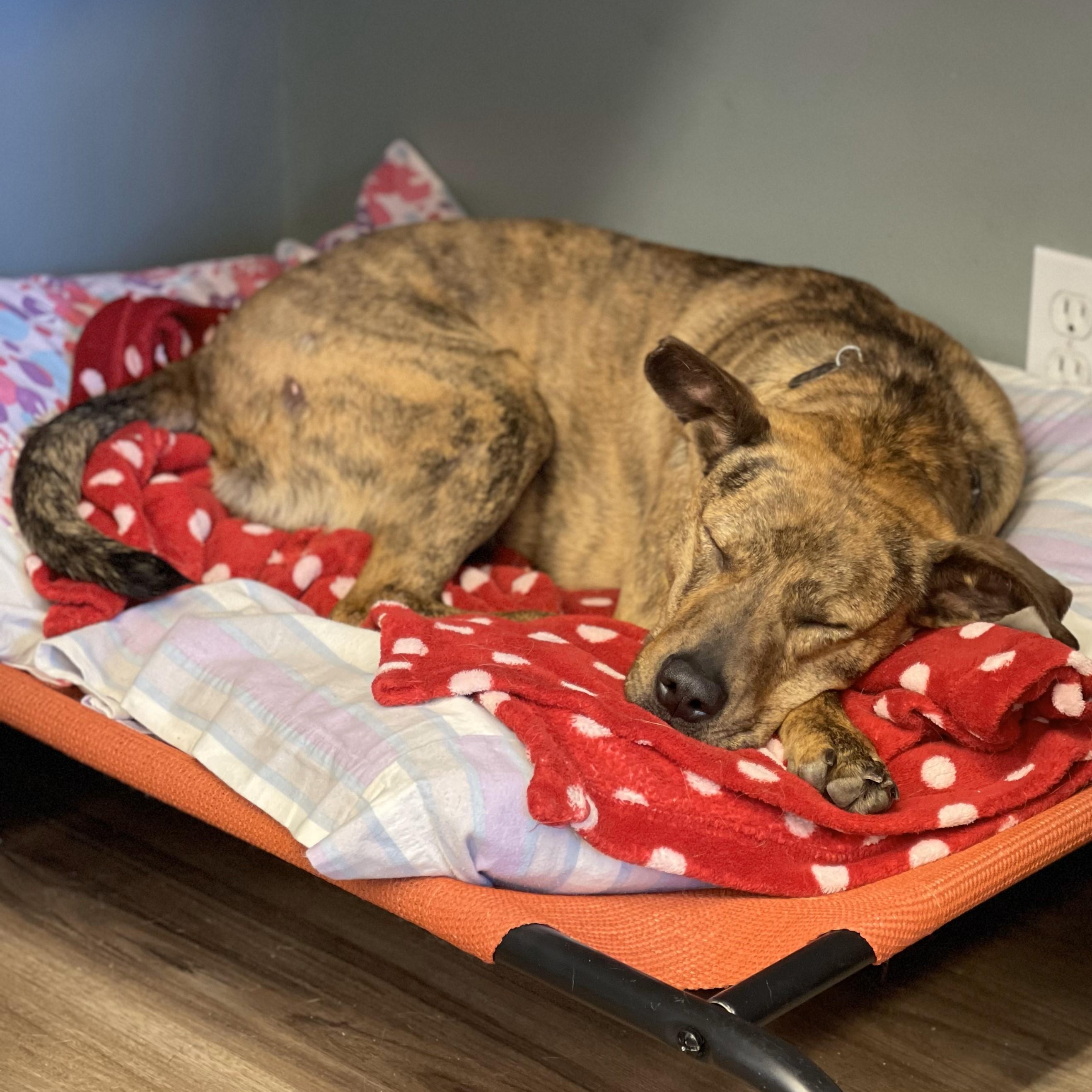 Zara, an adoptable American Staffordshire Terrier in Ellensburg, WA, 98926 | Photo Image 2