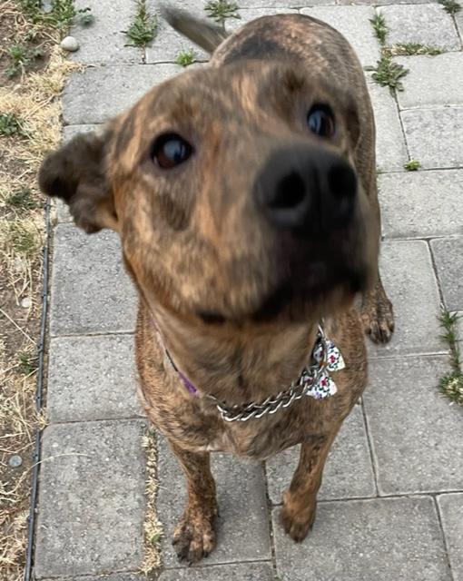 Zara, an adoptable American Staffordshire Terrier in Ellensburg, WA, 98926 | Photo Image 5