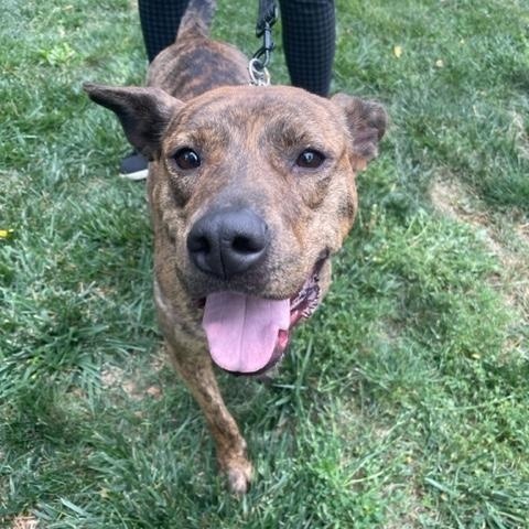 Zara, an adoptable American Staffordshire Terrier in Ellensburg, WA, 98926 | Photo Image 6