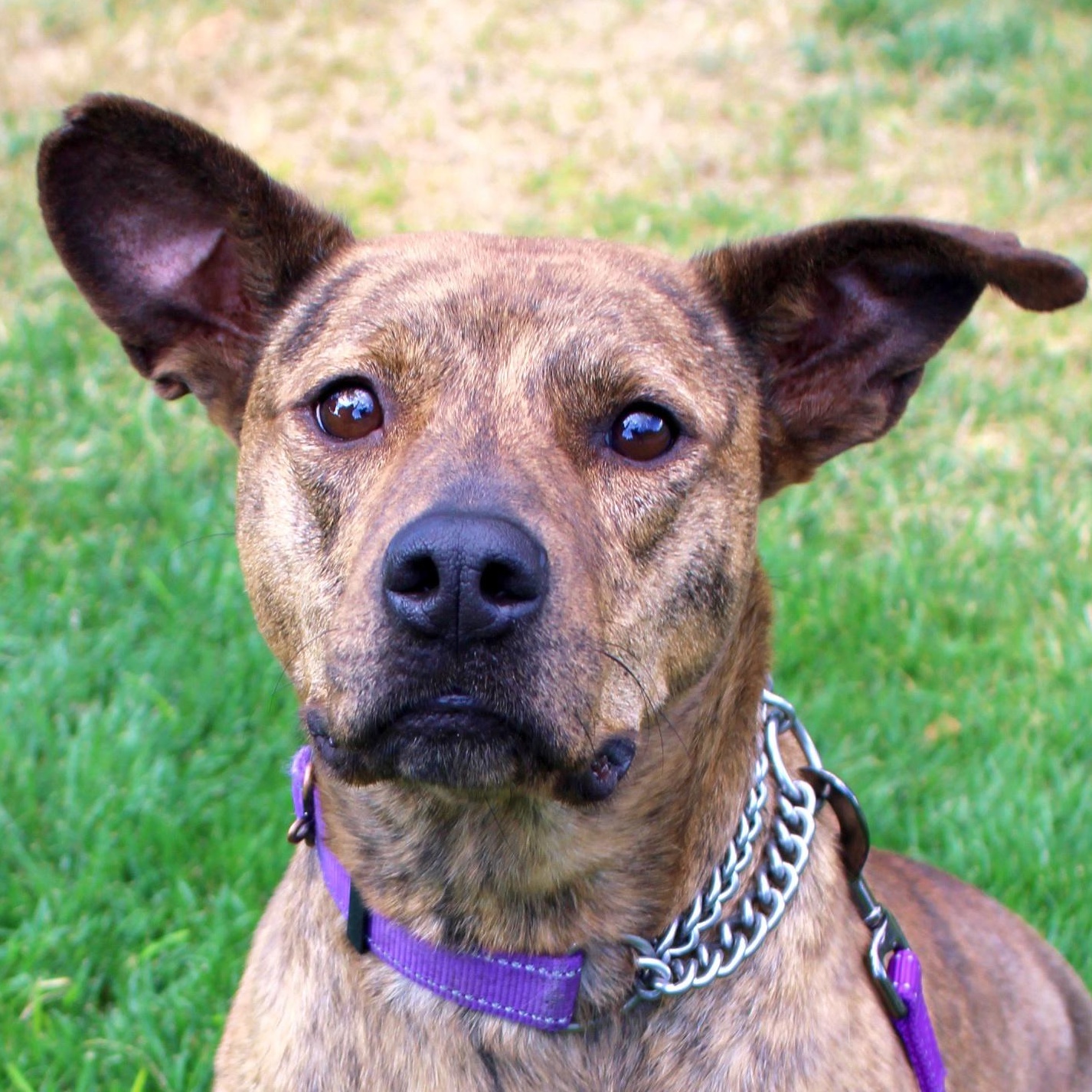 Zara, Adoptable, Young Female American Staffordshire Terrier.