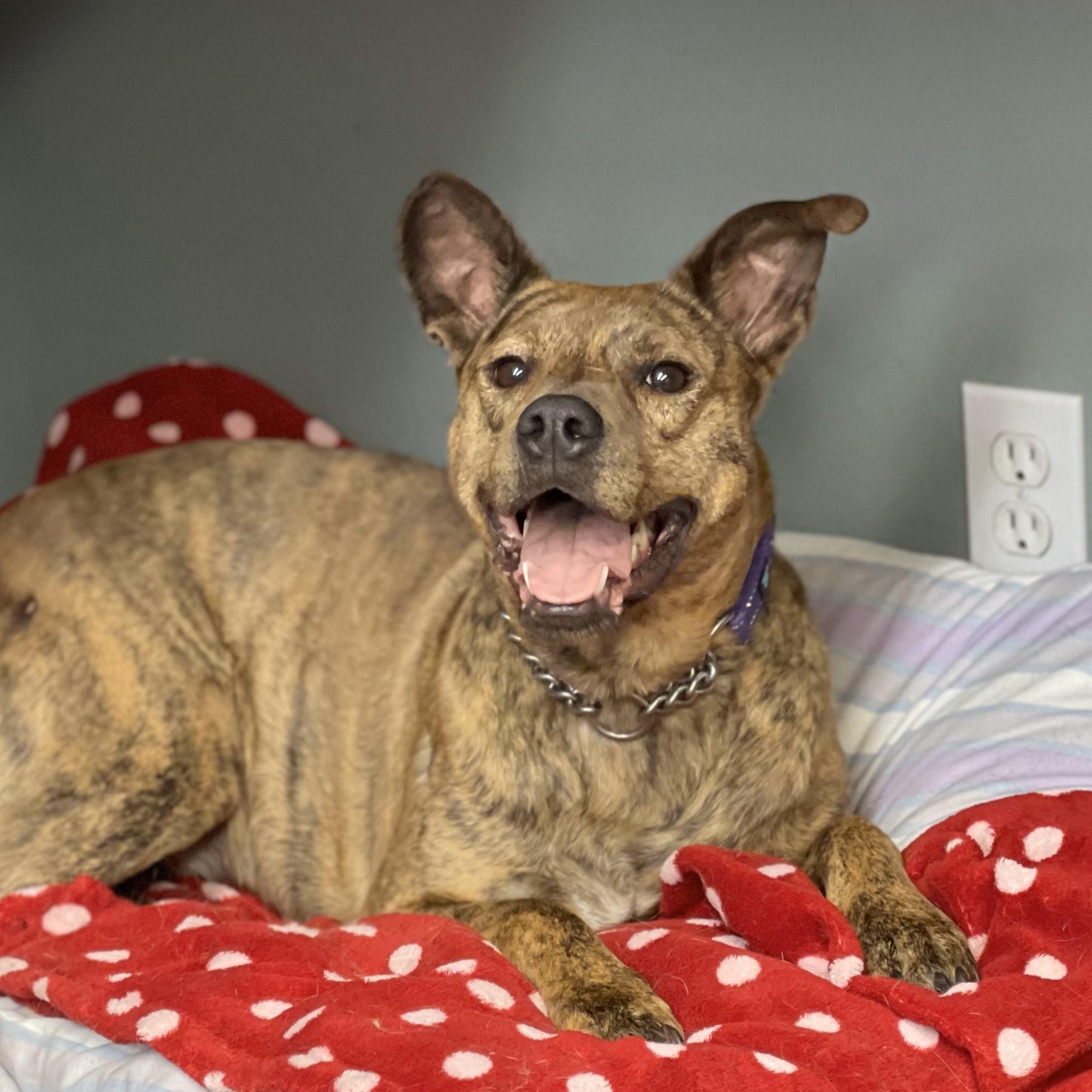 Zara, an adoptable American Staffordshire Terrier in Ellensburg, WA, 98926 | Photo Image 1