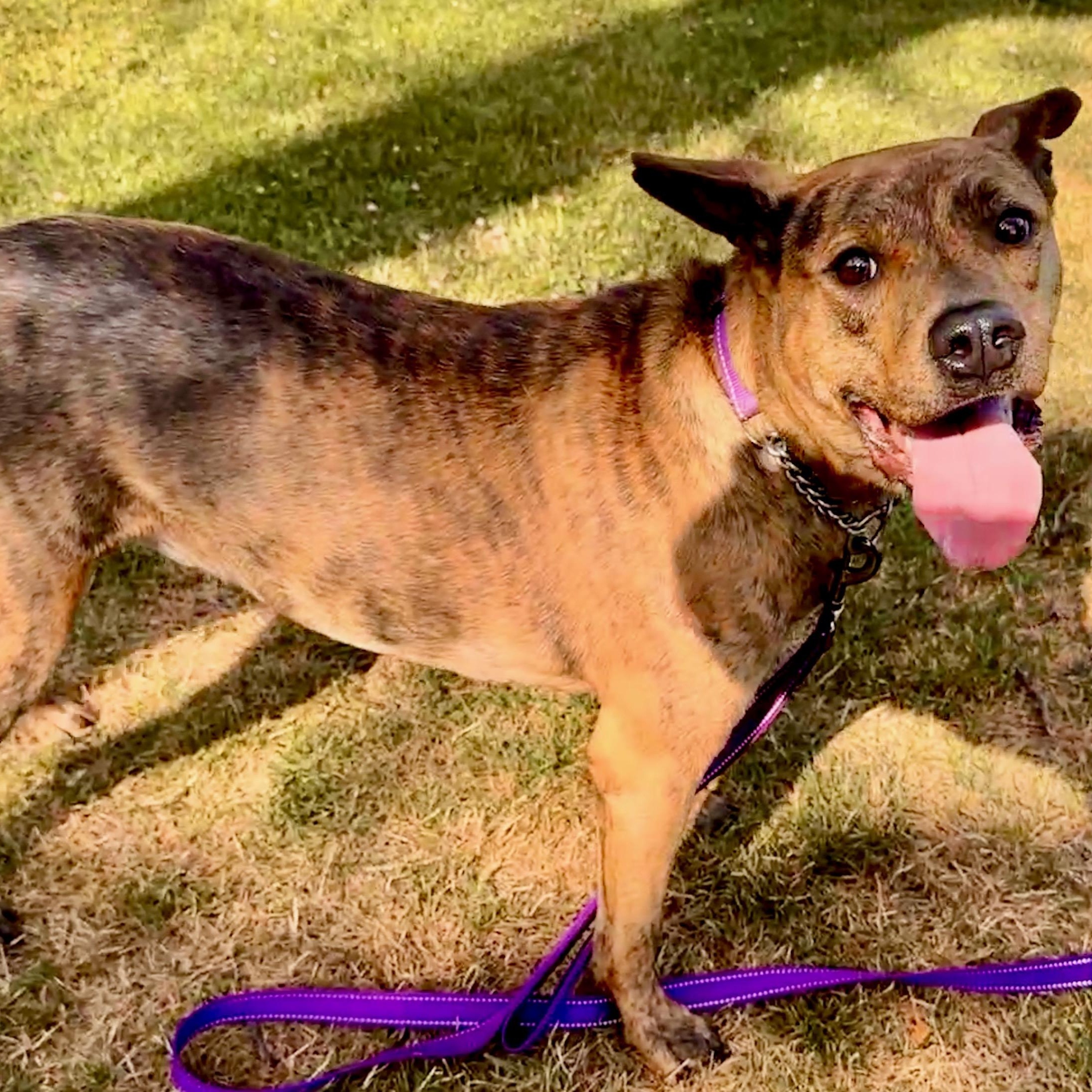 Zara, a Adoptable mixed breed in Ellensburg, WA image 4/6