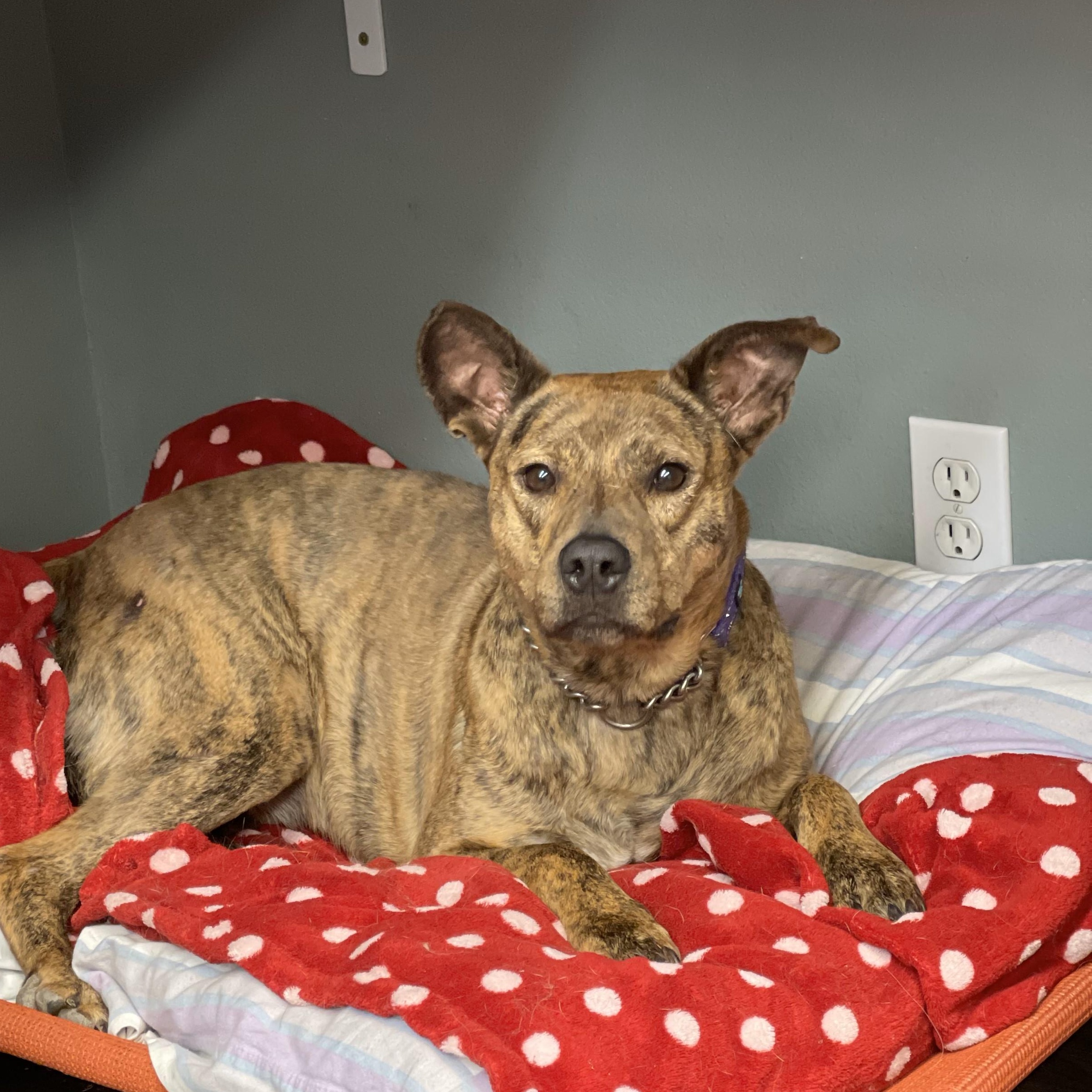 Zara, an adoptable American Staffordshire Terrier in Ellensburg, WA, 98926 | Photo Image 3