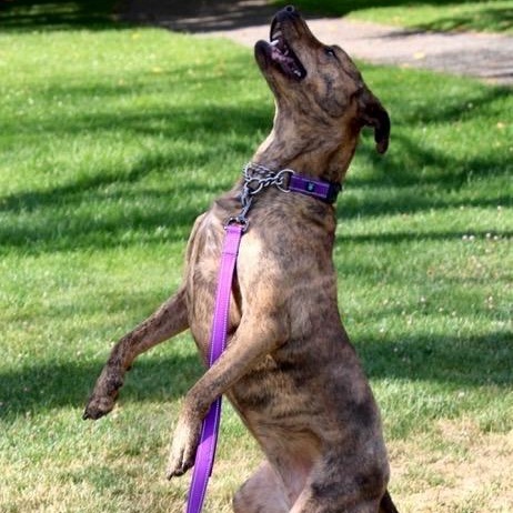 Zara, a Adoptable mixed breed in Ellensburg, WA image 5/6