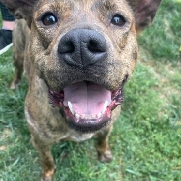 Zara, an adoptable American Staffordshire Terrier in Ellensburg, WA, 98926 | Photo Image 4