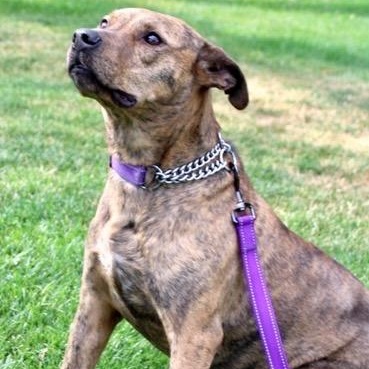 Zara, a Adoptable mixed breed in Ellensburg, WA image 6/6