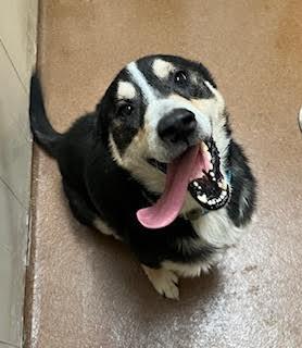 Kyle, Adoptable, Young Male Shepherd.