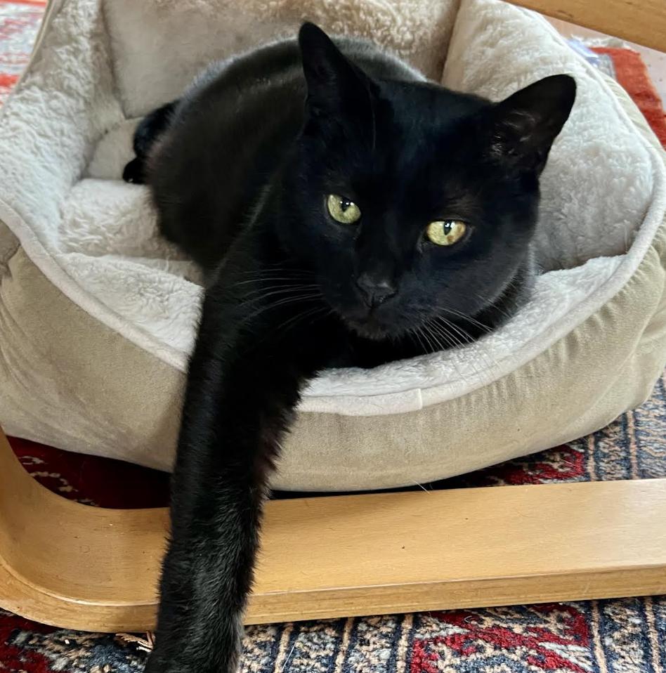 Enlarge Sam, a Adoptable Domestic Short Hair in Greenburgh, NY image 1/6