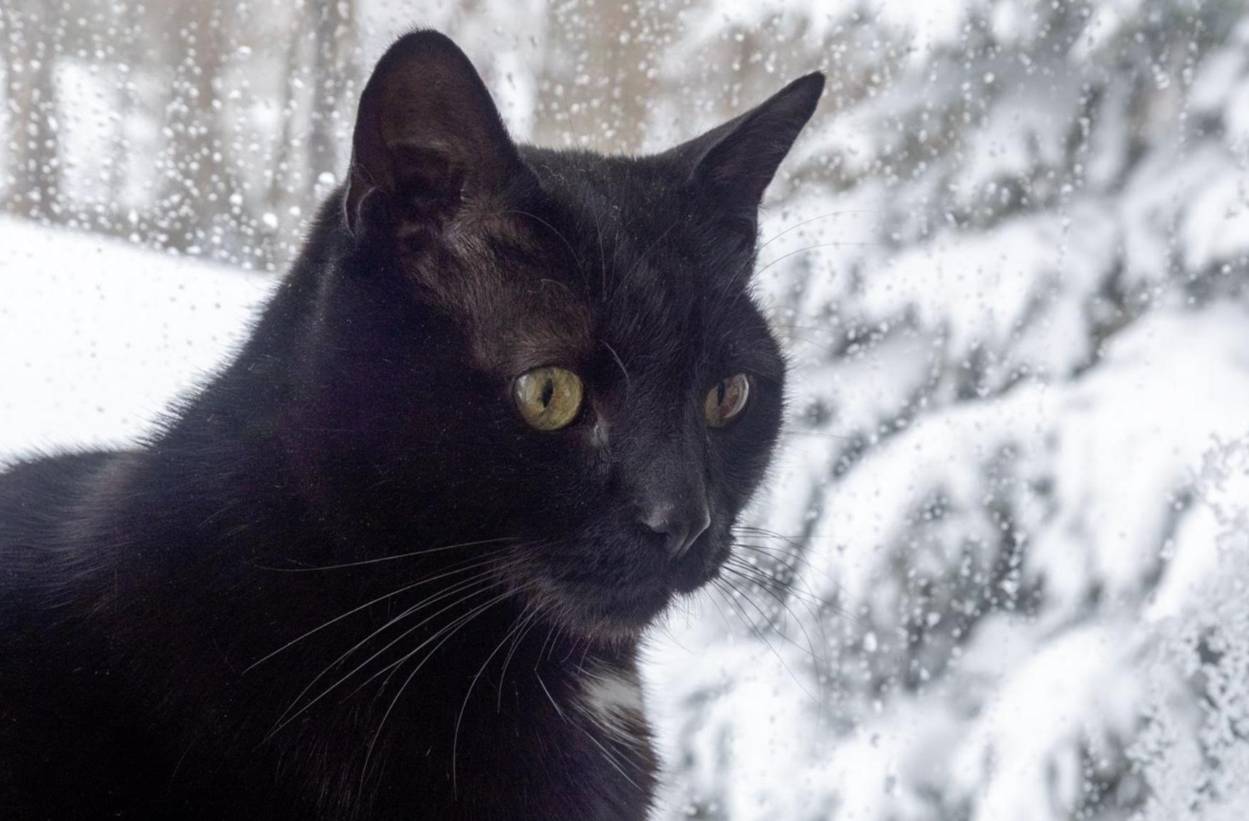 Enlarge Sam, a Adoptable Domestic Short Hair in Greenburgh, NY image 6/6