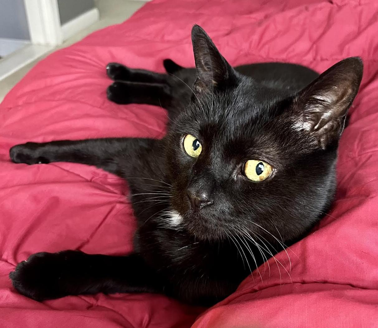 Enlarge Sam, a Adoptable Domestic Short Hair in Greenburgh, NY image 3/4