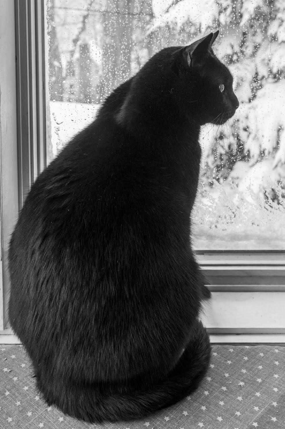 Enlarge Sam, a Adoptable Domestic Short Hair in Greenburgh, NY image 5/6