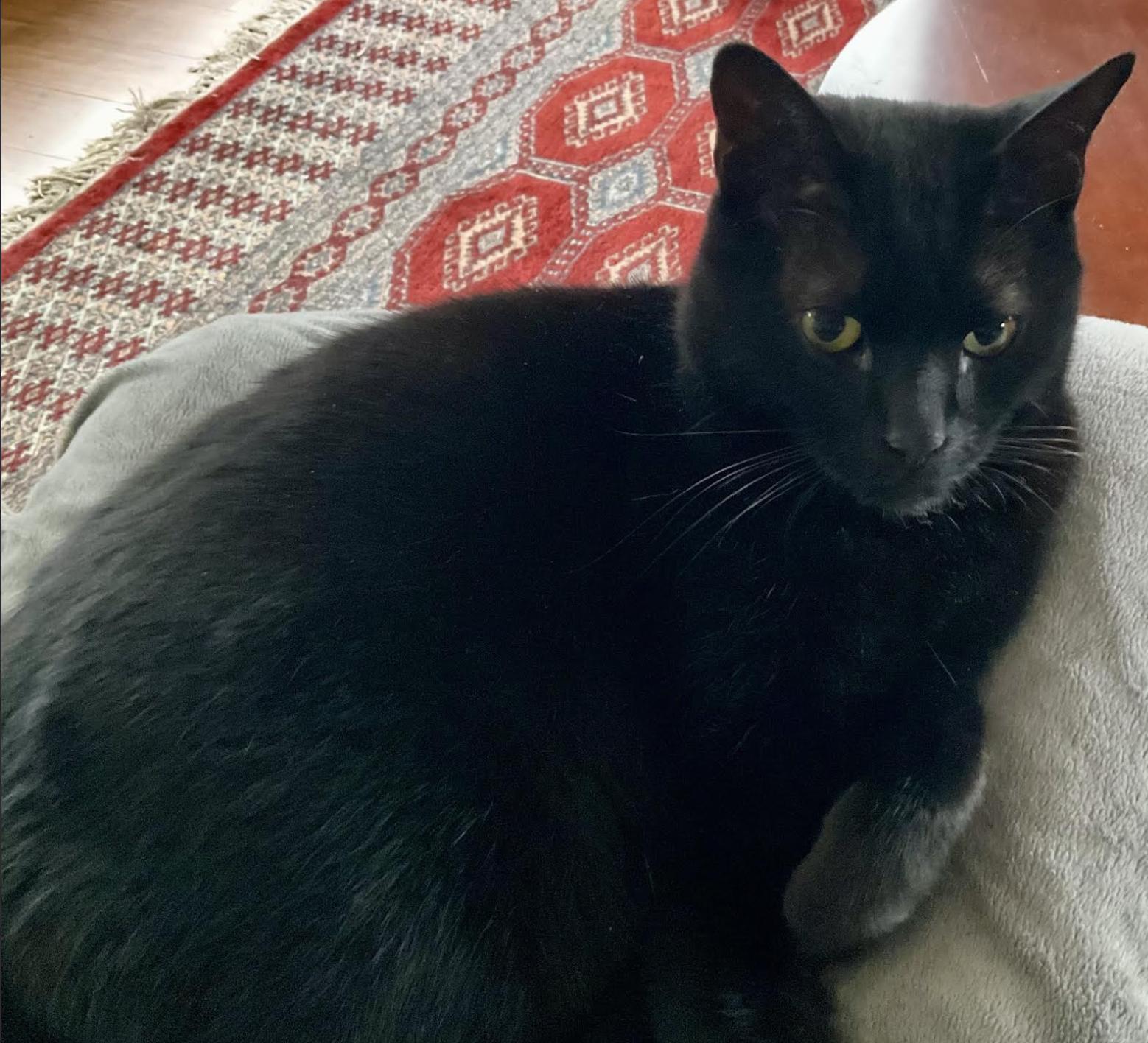 Enlarge Sam, a Adoptable Domestic Short Hair in Greenburgh, NY image 2/4