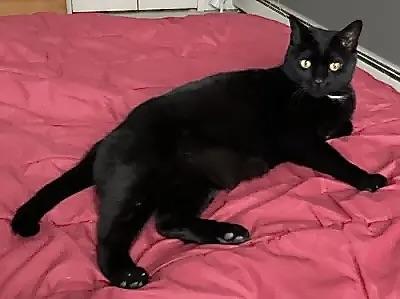 Enlarge Sam, a Adoptable Domestic Short Hair in Greenburgh, NY image 1/4