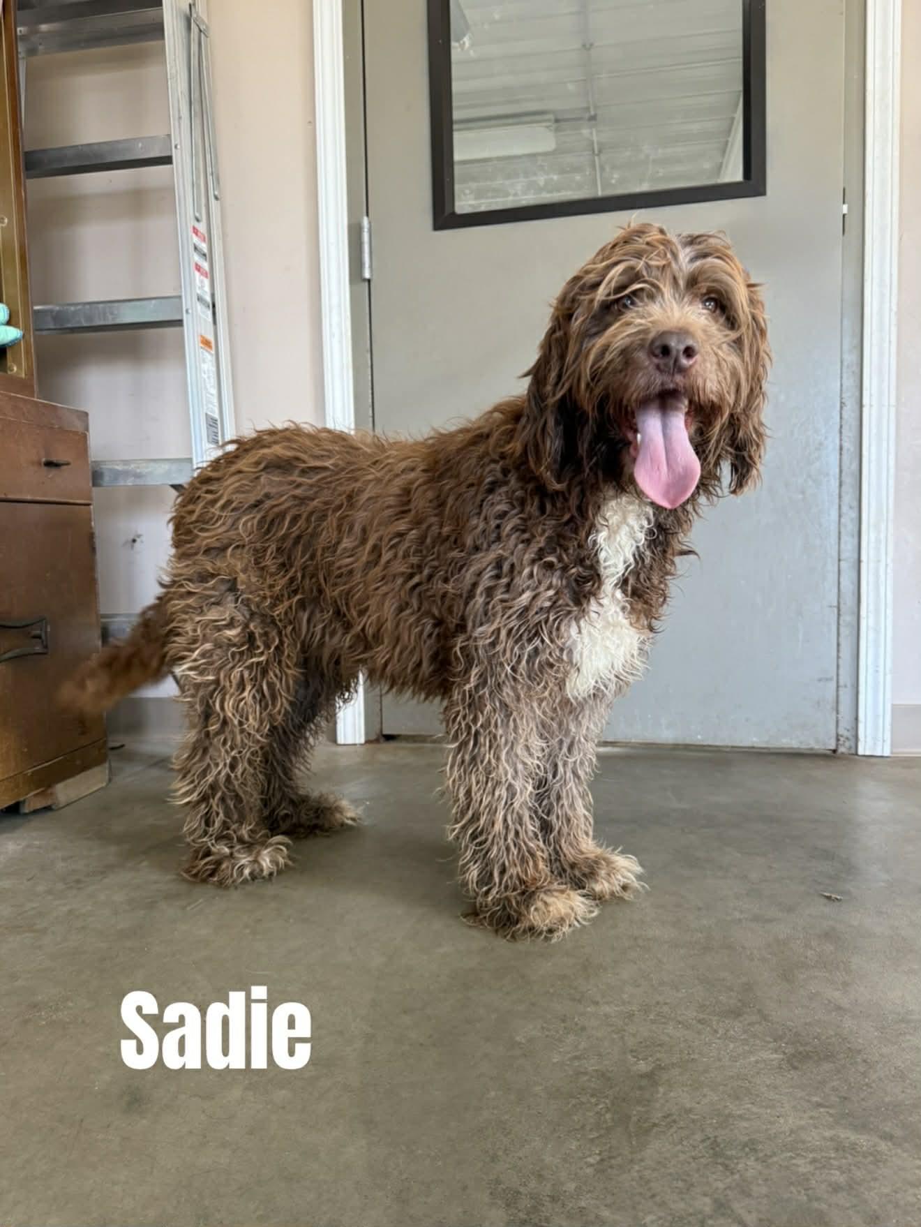 Enlarge Sadie, a ADOPTABLE Labradoodle in Quincy, MI image 2/3