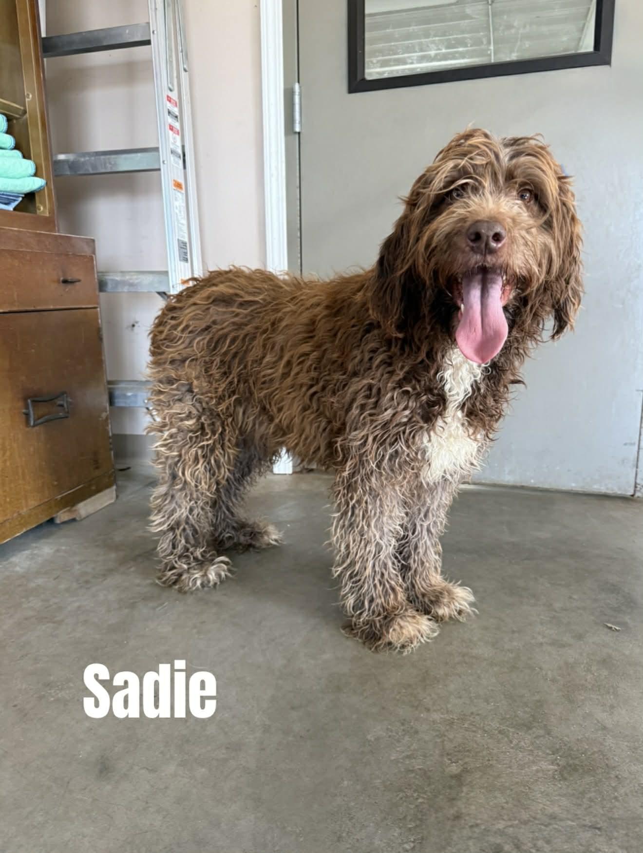 Enlarge Sadie, a ADOPTABLE Labradoodle in Quincy, MI image 3/3