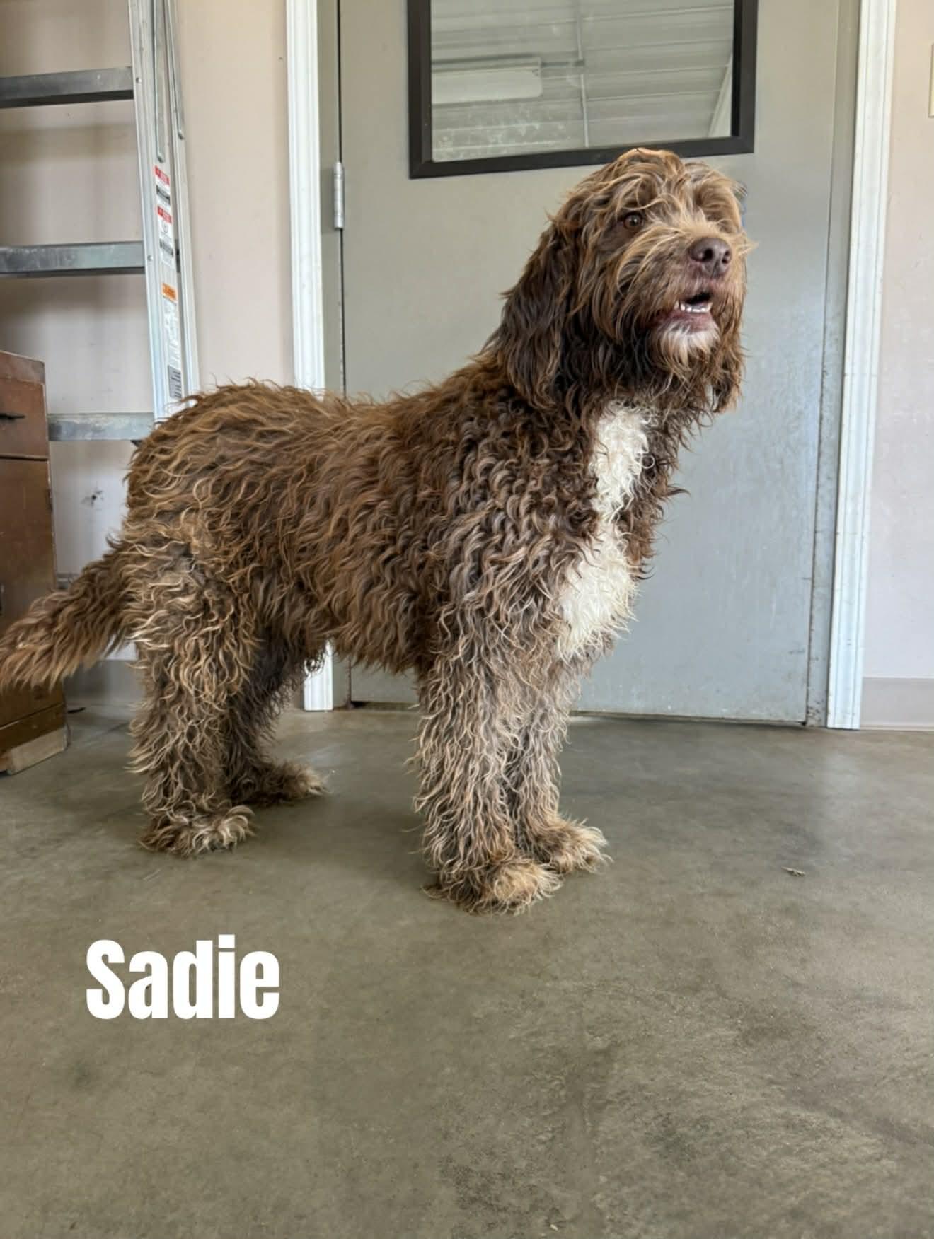 Enlarge Sadie, a ADOPTABLE Labradoodle in Quincy, MI image 1/3