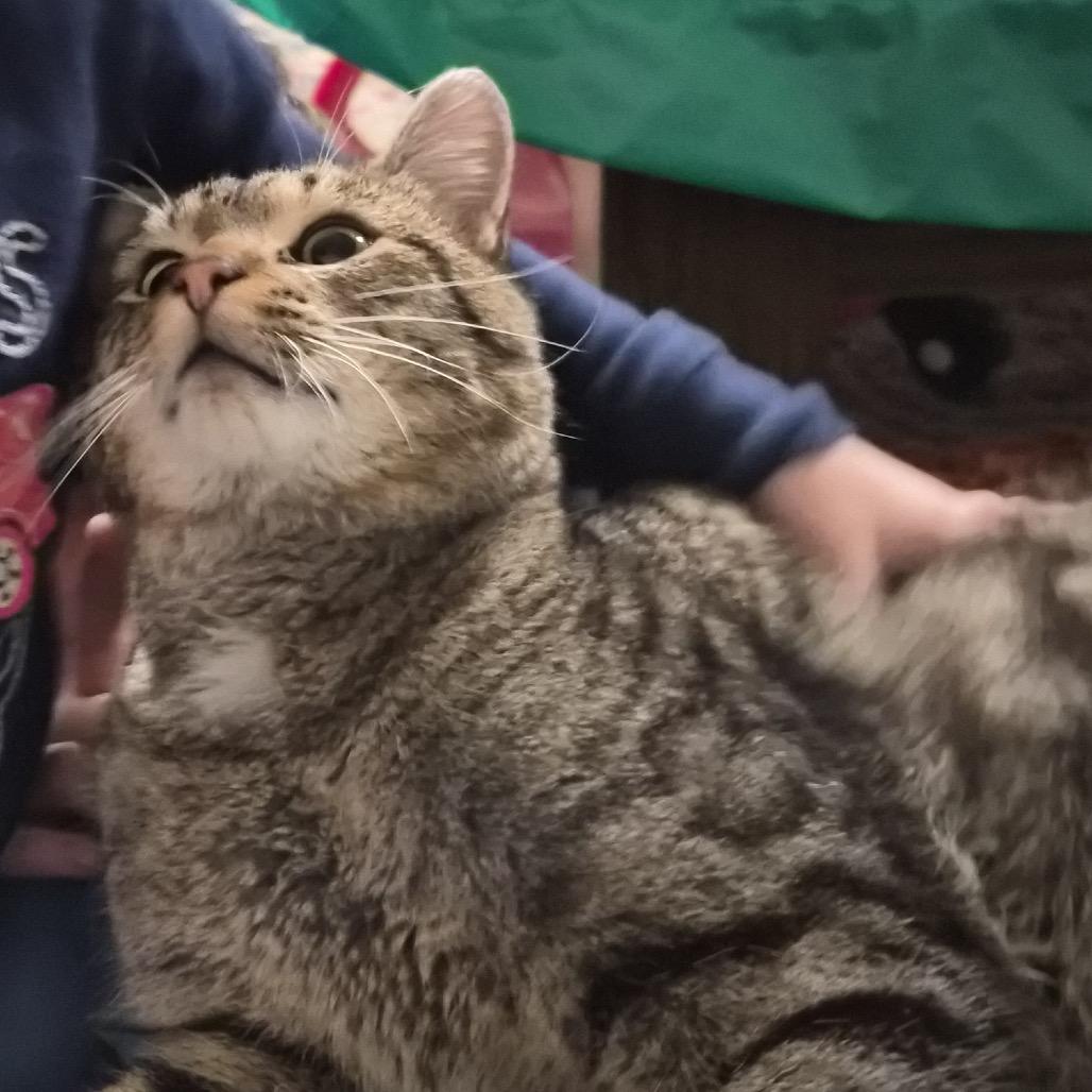 Enlarge Geek, a ADOPTABLE Domestic Short Hair in Nampa, ID image 1/1