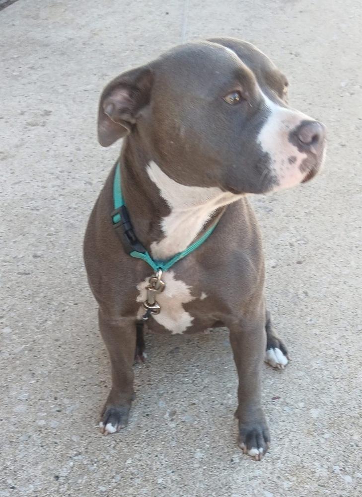 Cocoa - COURTESY POST, Adoptable, Young Female Pit Bull Terrier.
