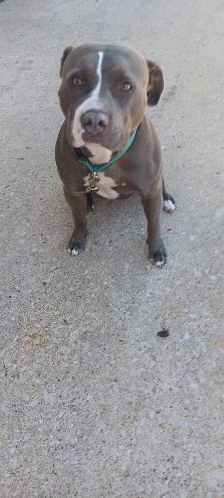 Enlarge Cocoa - COURTESY POST, a Adoptable mixed breed in Coldwater, MI image 2/2