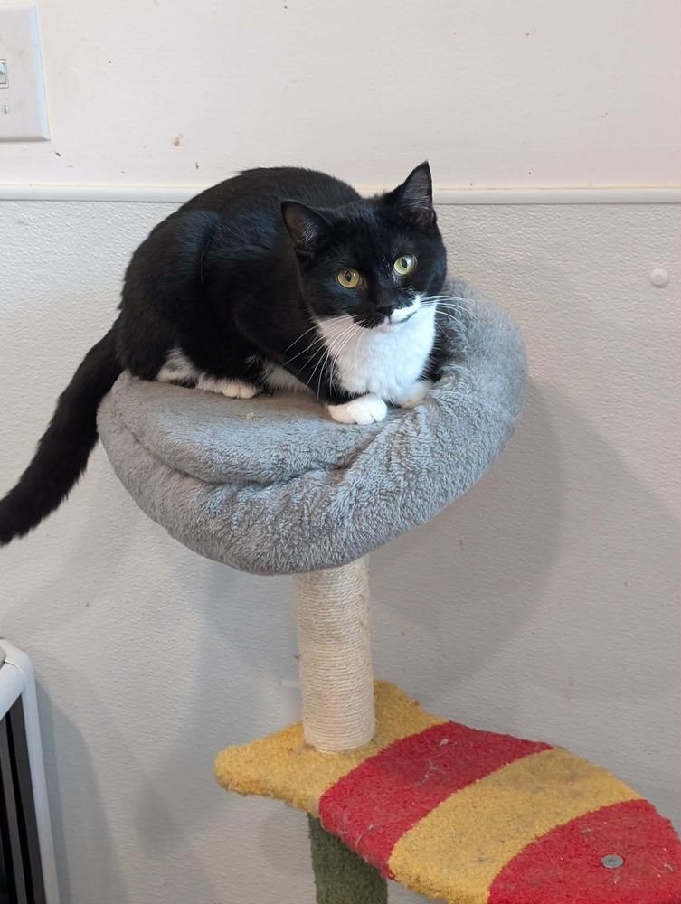 Enlarge Beetlejuice Beetlejuice Beetlejuice!, a Adoptable Domestic Short Hair in Franklin, PA image 1/2