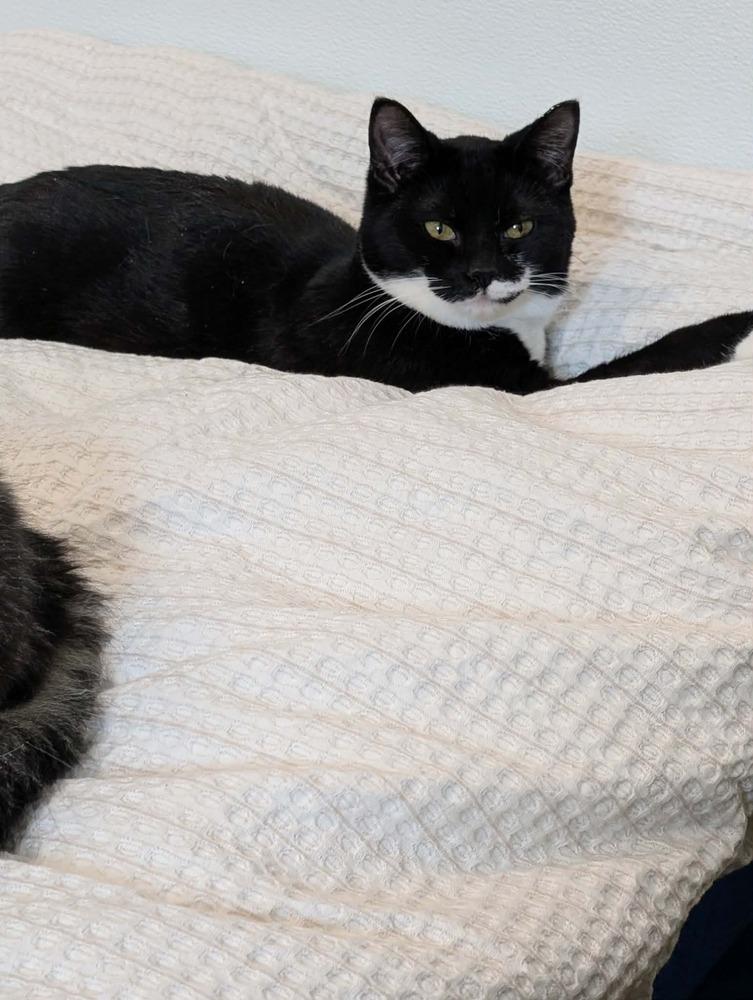 Enlarge Beetlejuice Beetlejuice Beetlejuice!, a Adoptable Domestic Short Hair in Franklin, PA image 2/2