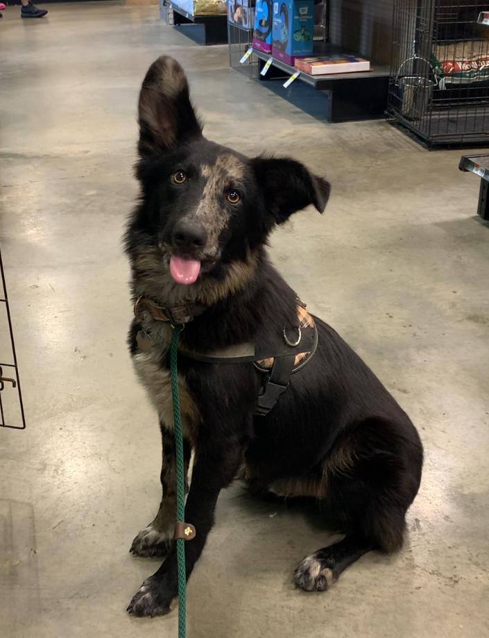 Murray, Adoptable, Young Male Border Collie.