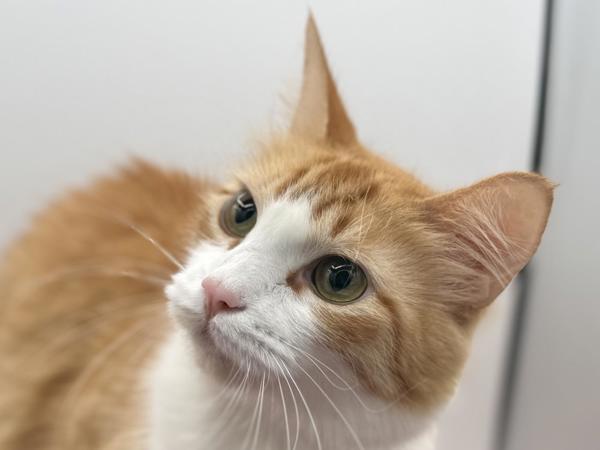 Keyoko, Adoptable, Young Female Domestic Medium Hair.