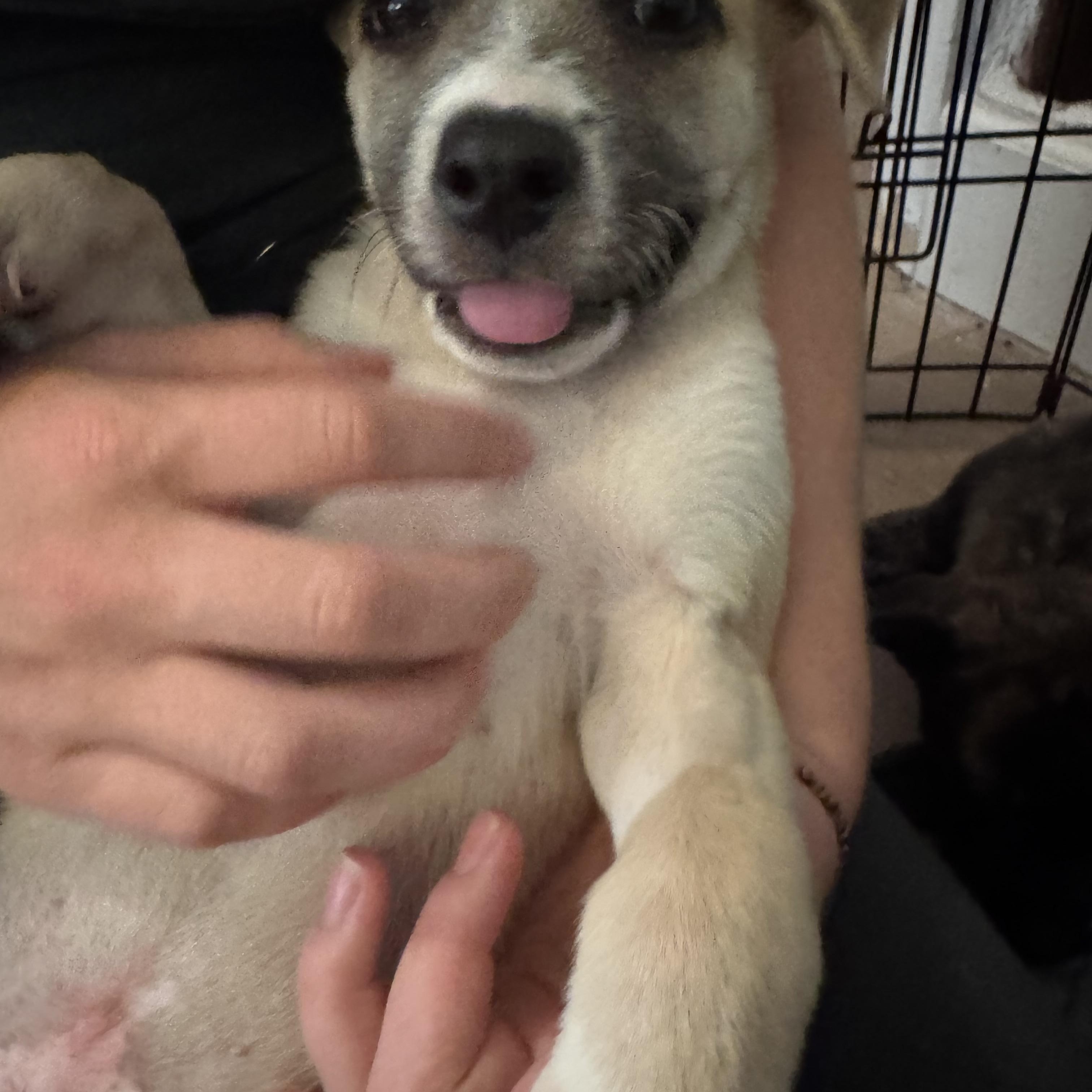 Enlarge Odysseus, a ADOPTABLE mixed breed in San Diego, CA image 5/6