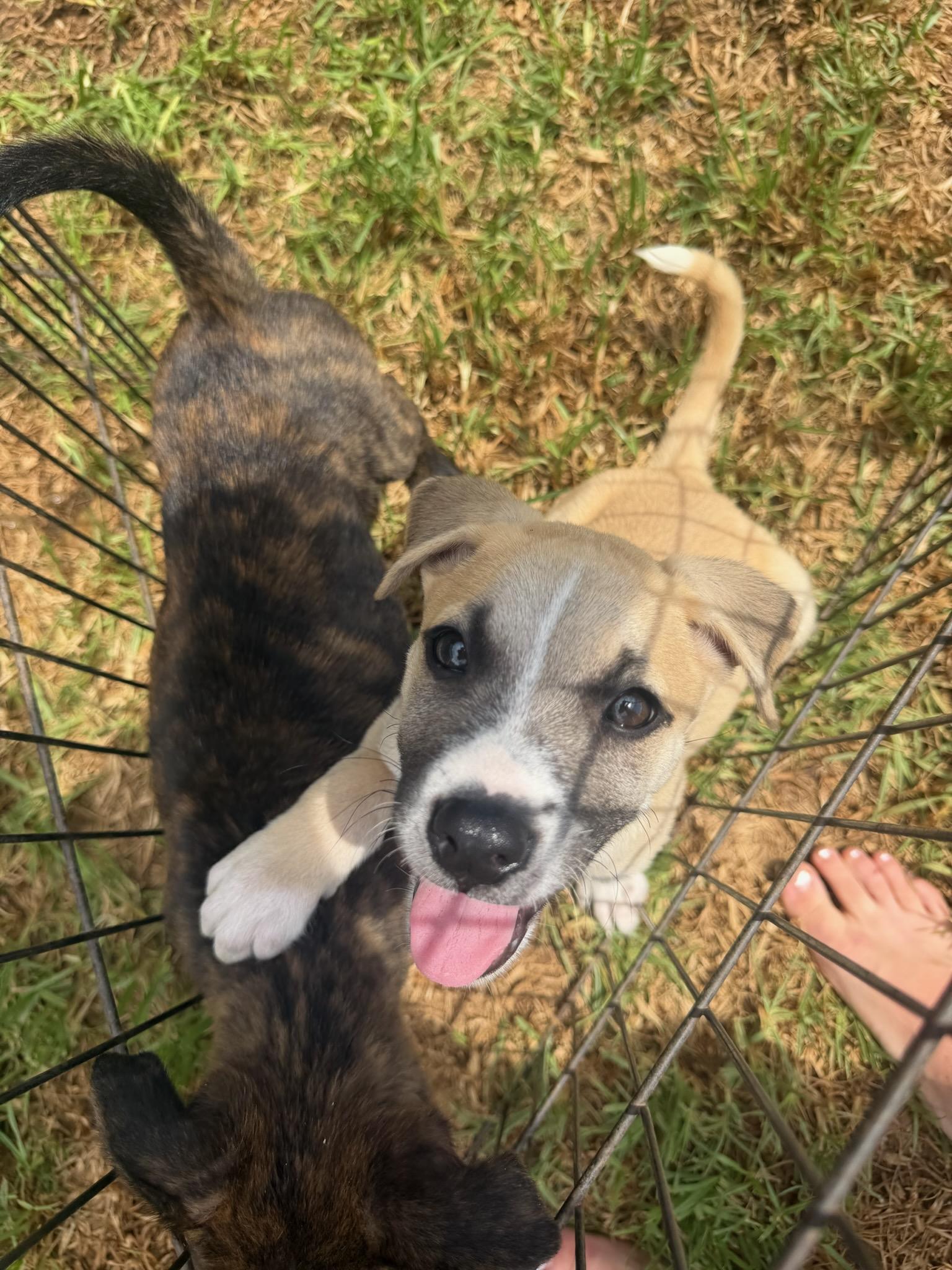 Enlarge Odysseus, a ADOPTABLE mixed breed in San Diego, CA image 2/6