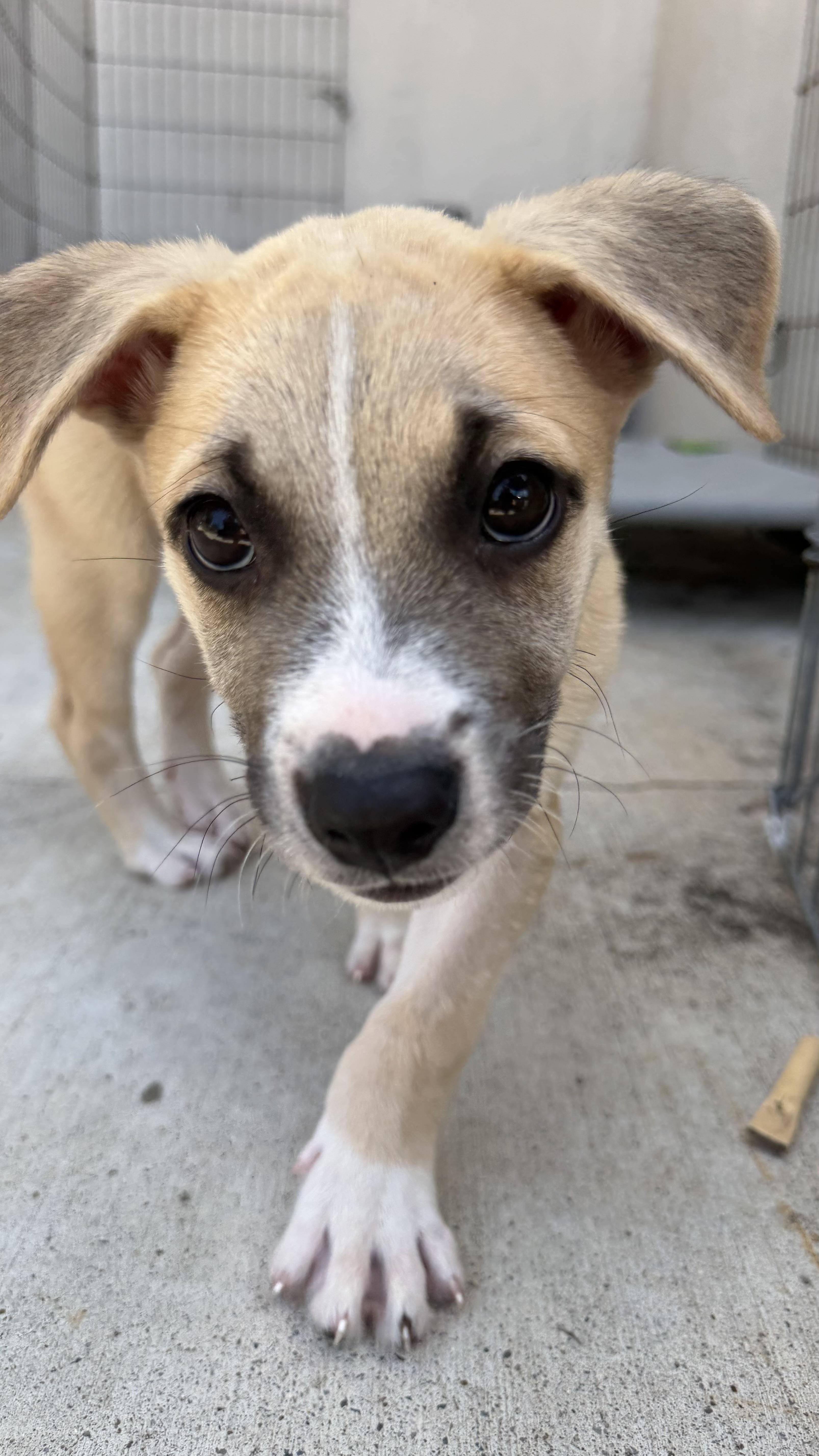 Enlarge Odysseus, a ADOPTABLE mixed breed in San Diego, CA image 4/6