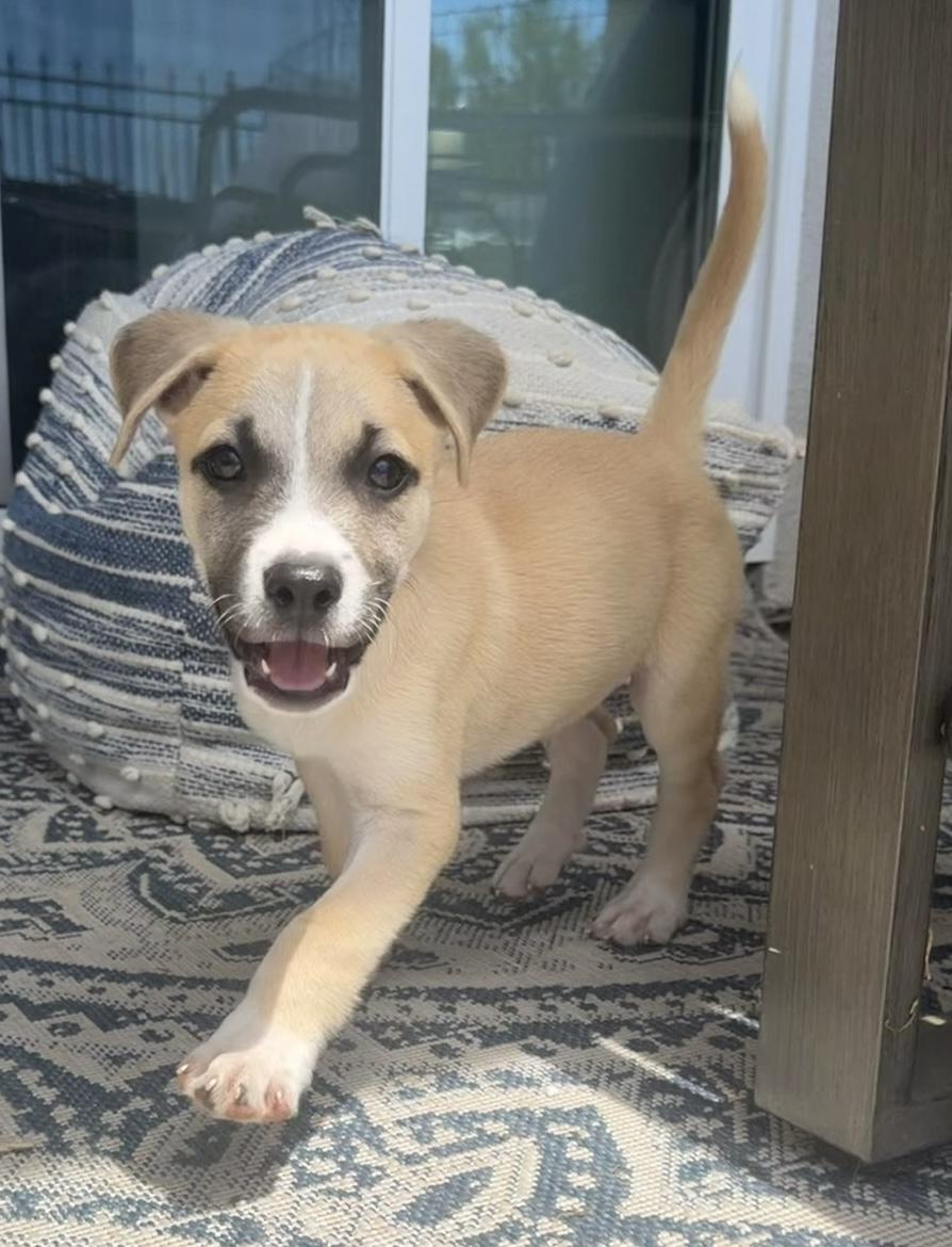 Enlarge Odysseus, a ADOPTABLE mixed breed in San Diego, CA image 3/6