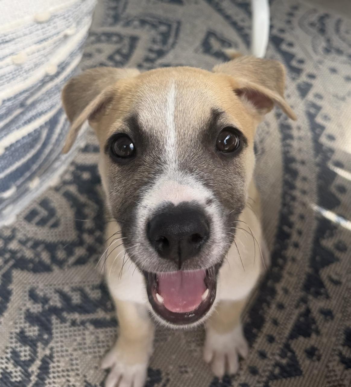 Odysseus, ADOPTABLE, Puppy Male Labrador Retriever.