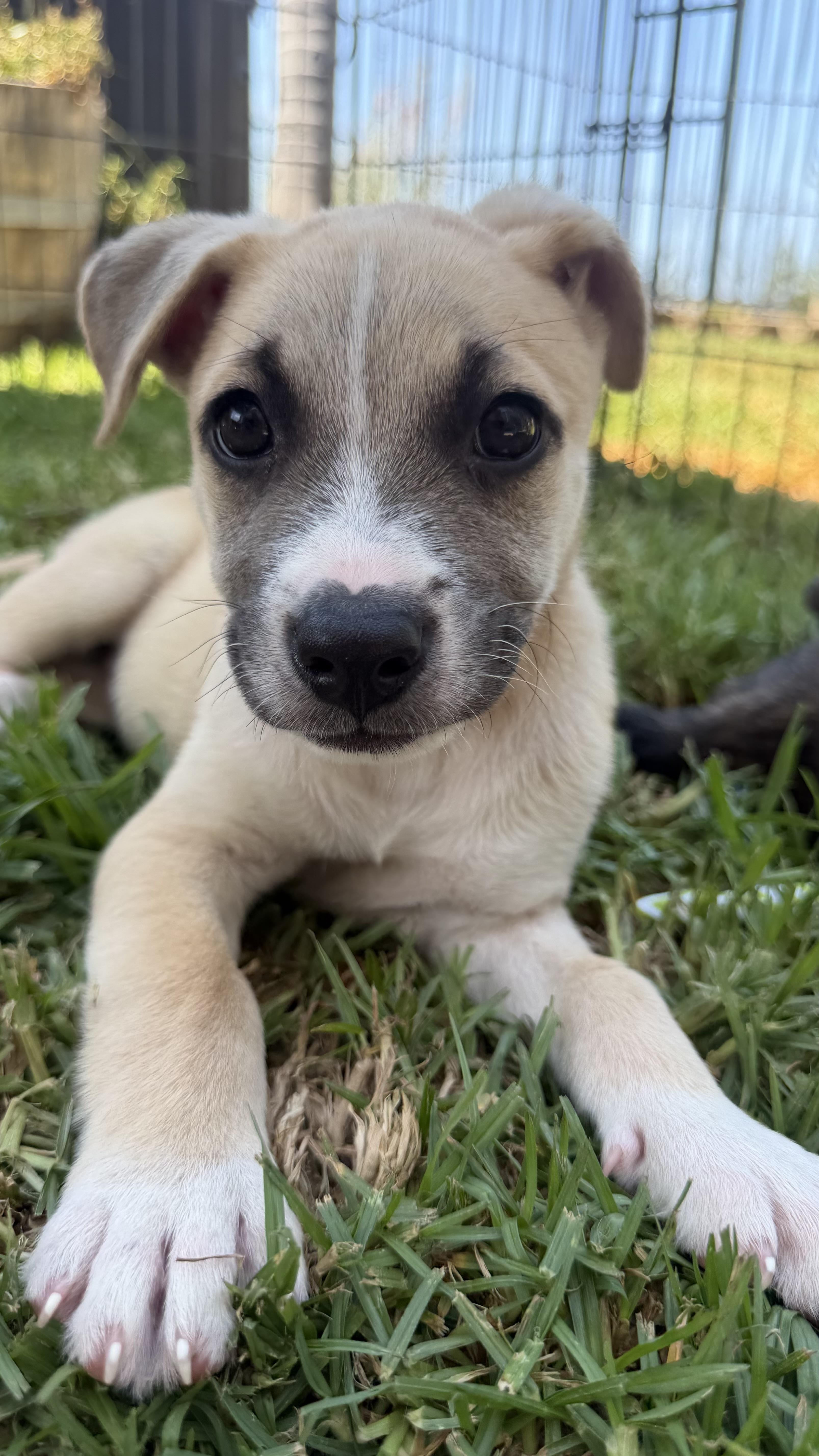 Enlarge Odysseus, a ADOPTABLE mixed breed in San Diego, CA image 6/6